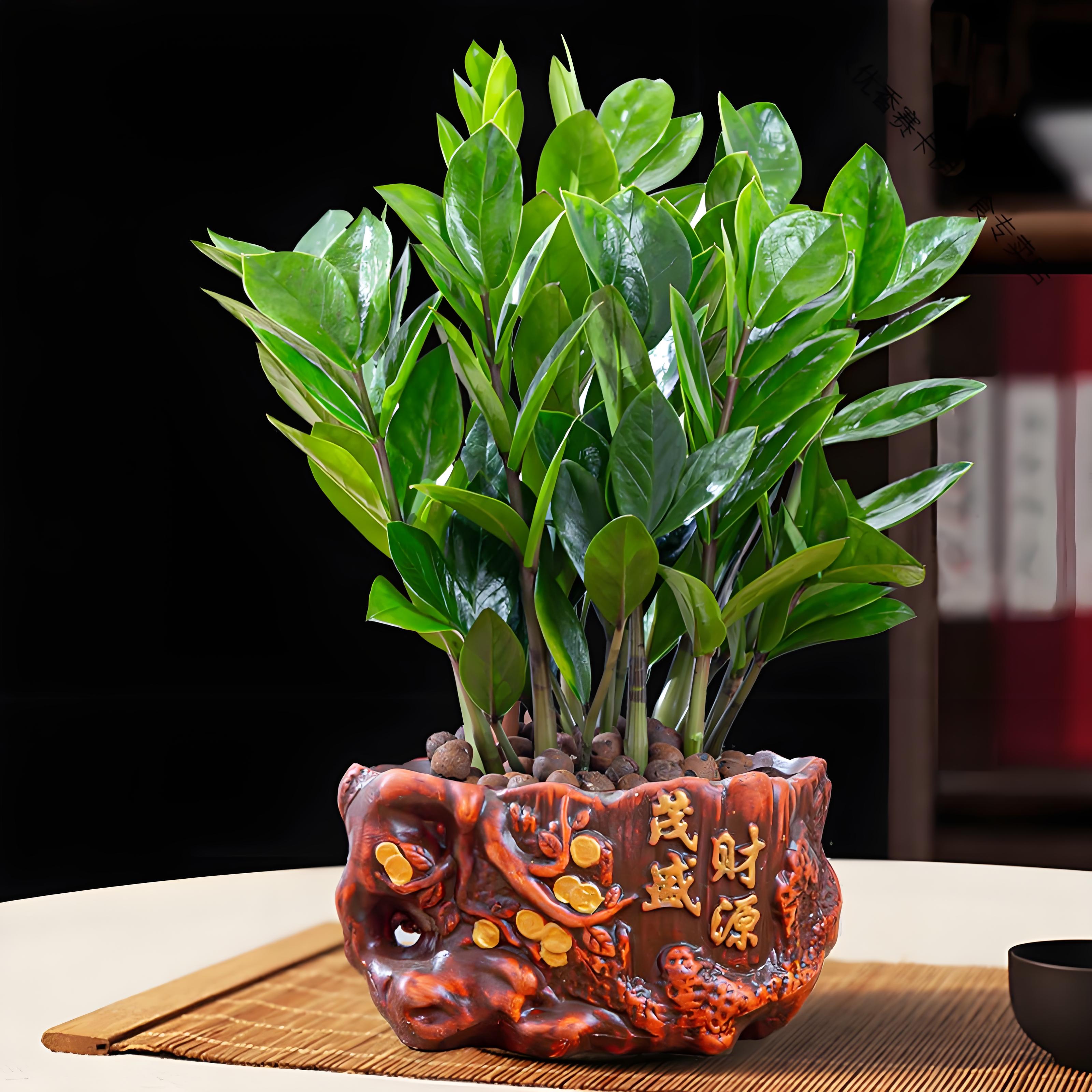 是不是觉得家里摆上一盆金钱树,就像放了个小小的招财猫,每天看着都