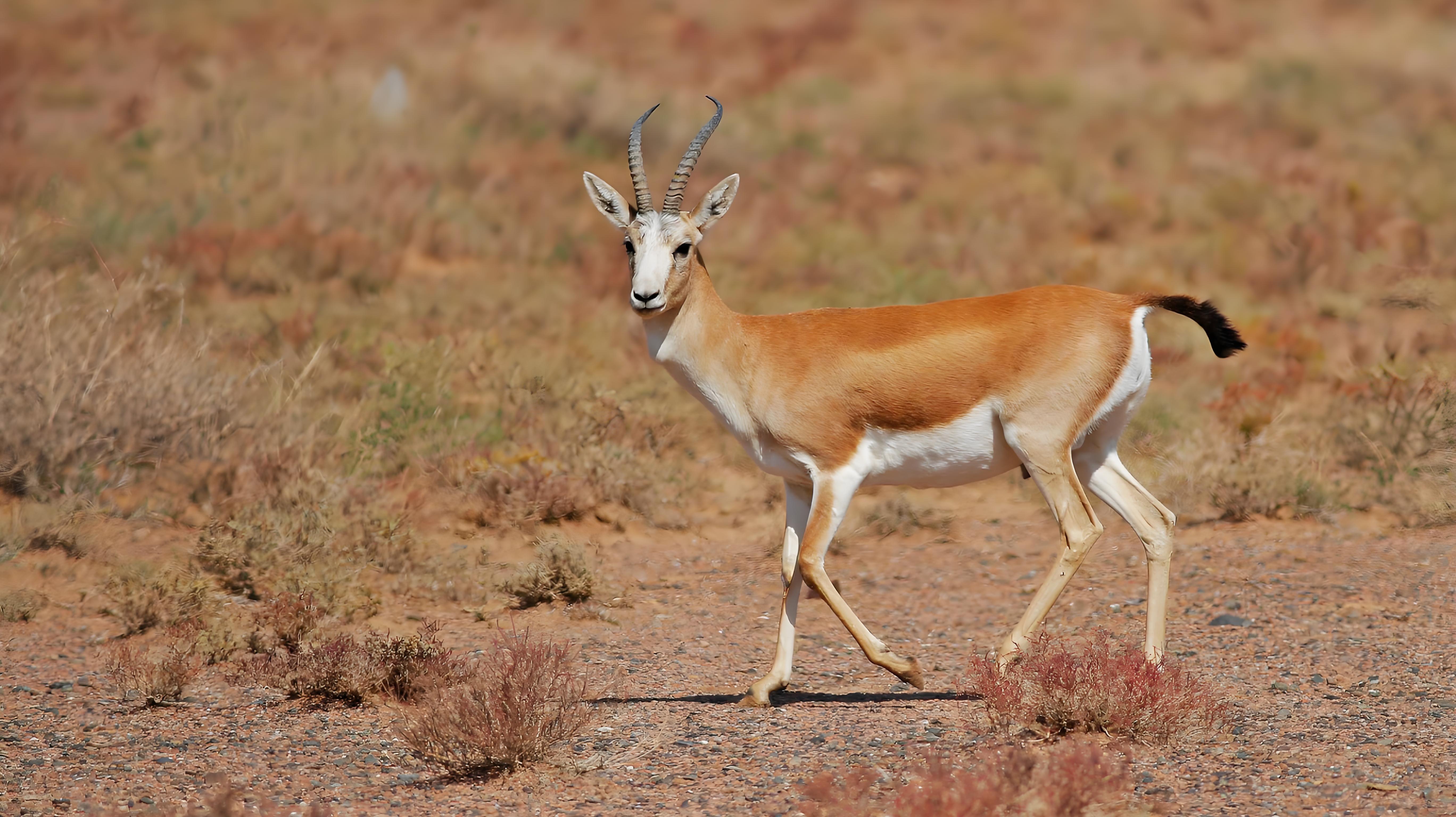 "别急着翻书找答案,让我带你一起走进这个动物界的"小明星"世界,保证