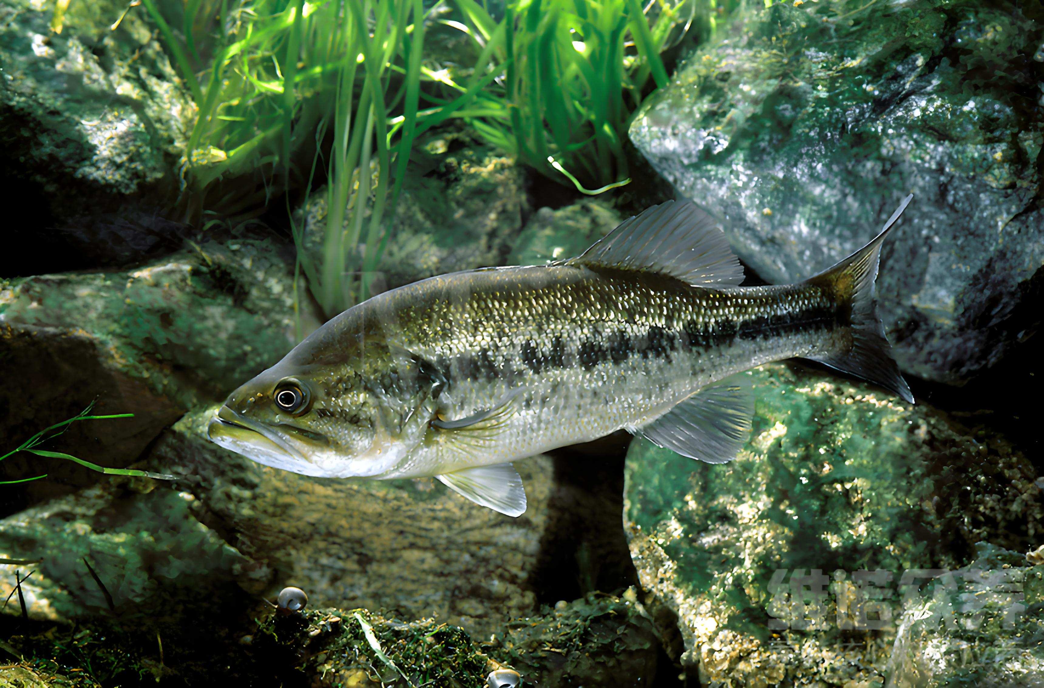 嘿小伙伴们,今天咱们来聊聊一个既接地气又充满乐趣的话题