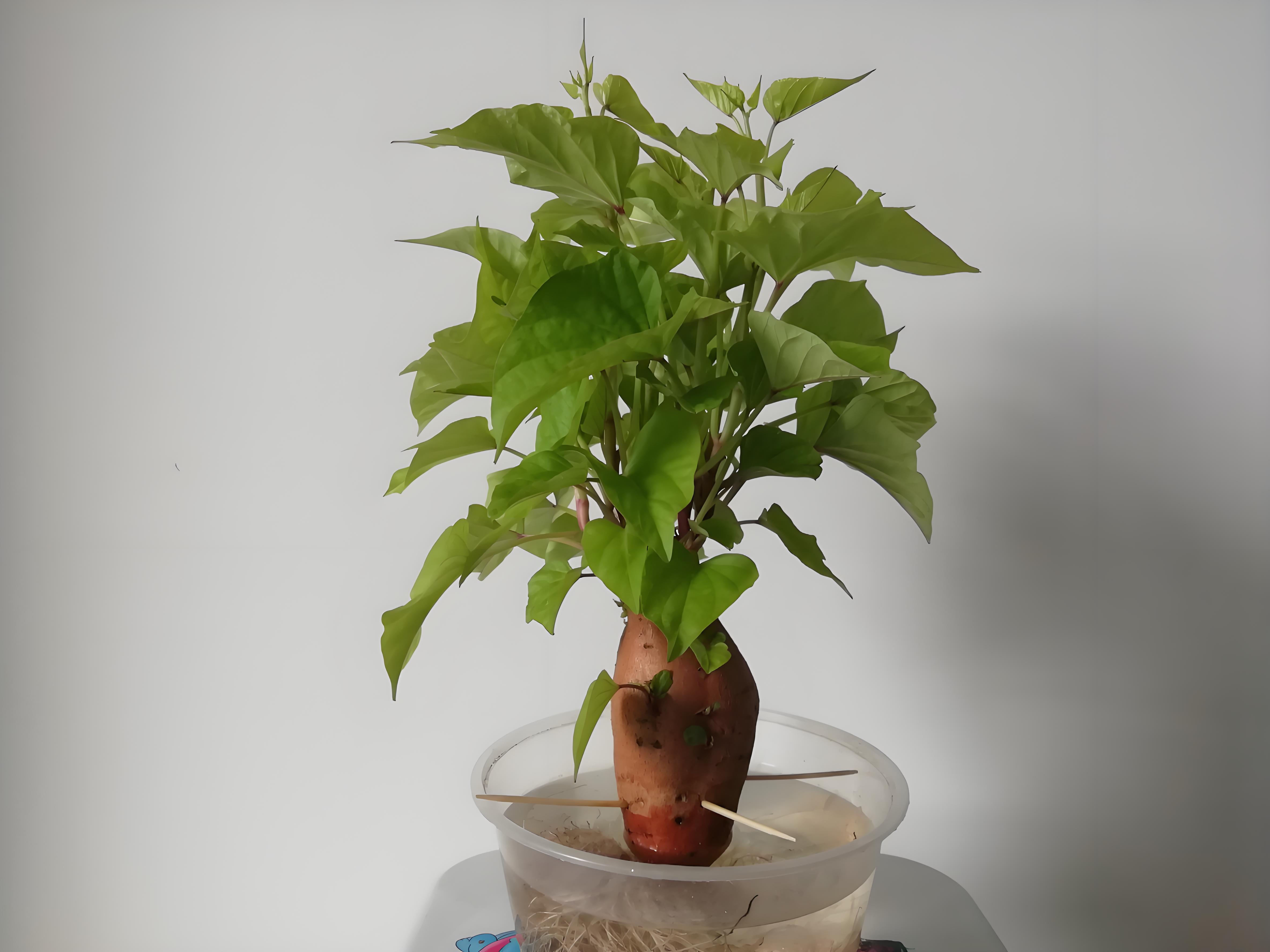 今天我要揭秘一个超级有趣又简单的家居小农场秘籍