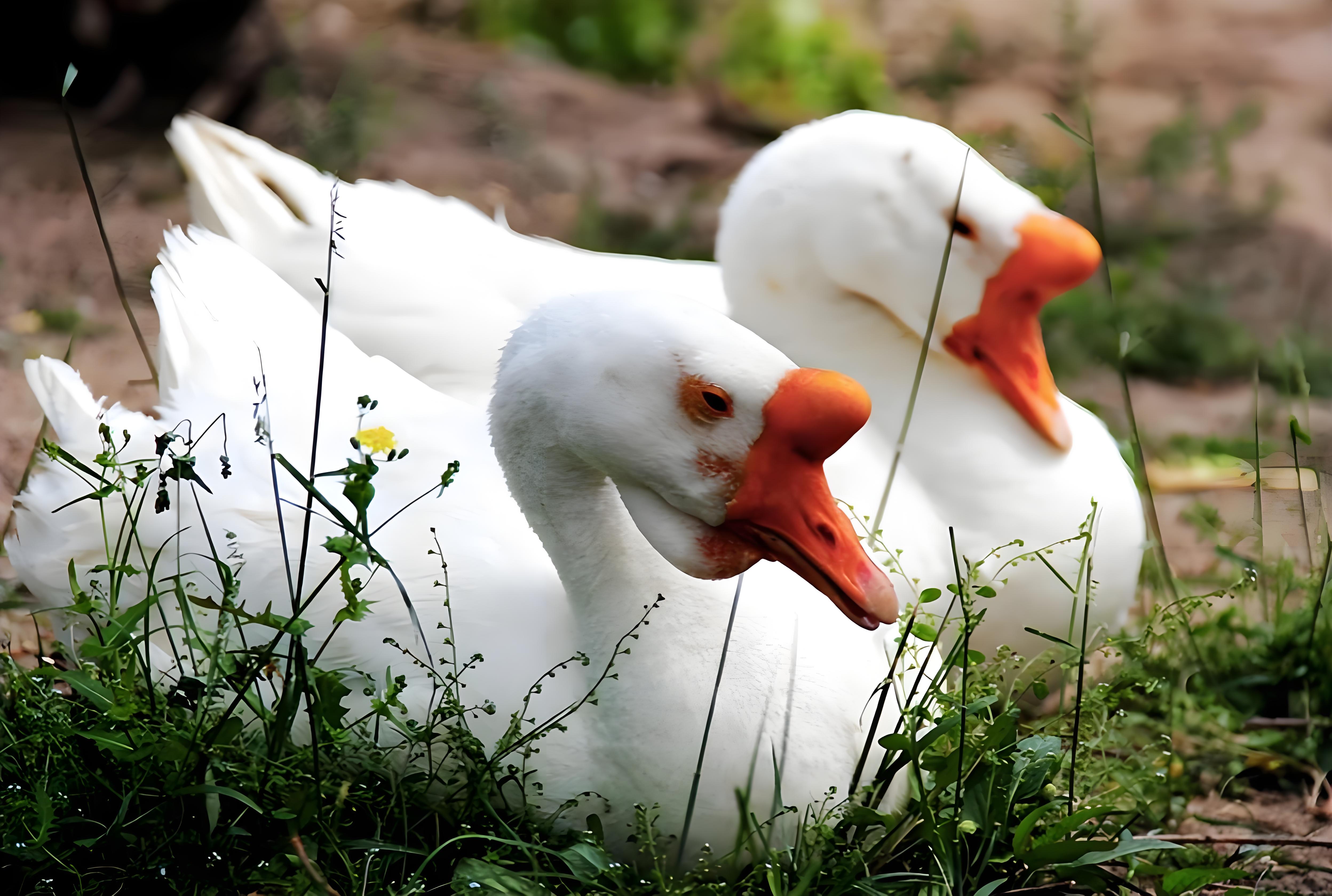 嘿小伙伴们,今天咱们来聊聊一个超有趣的话题