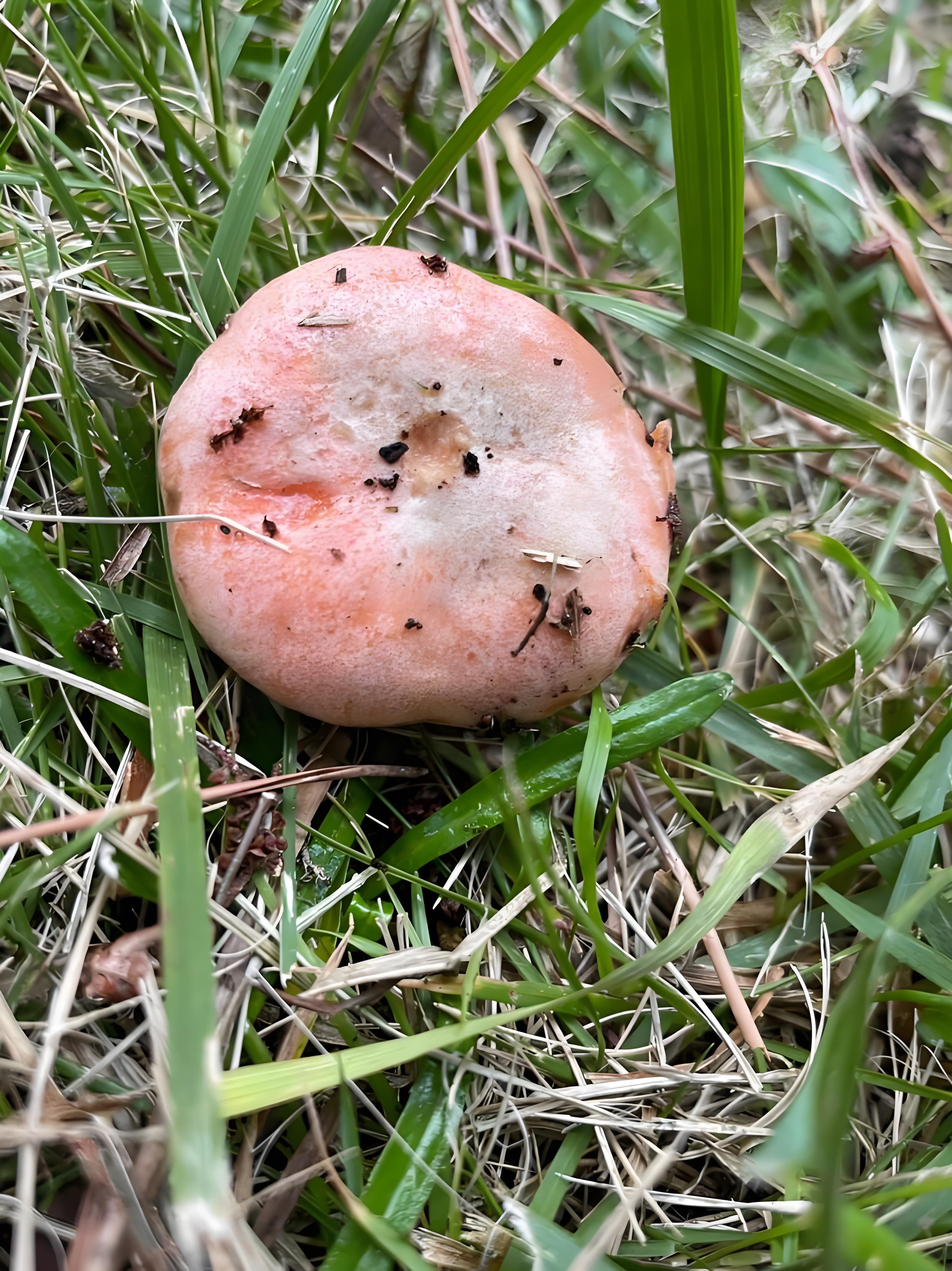 你们是不是也好奇过,这松树下的恼澄丫计闪挚墒秤媚 菇大全沂蒙山
