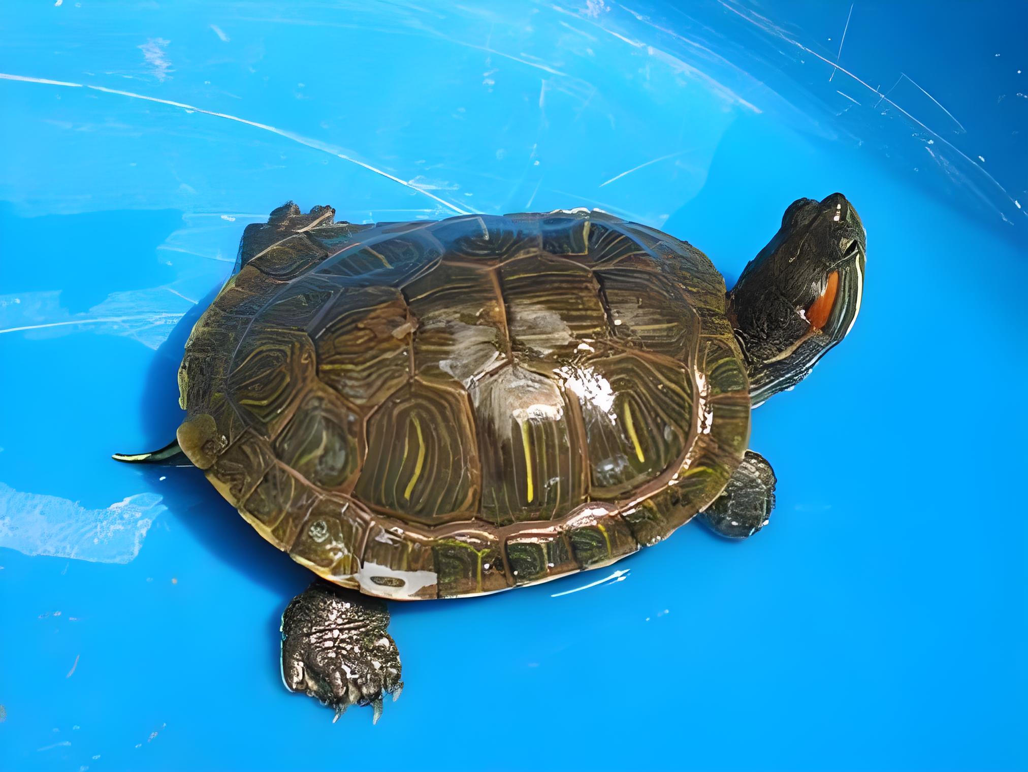 嘿小伙伴们,今天咱们来聊聊一个既萌又有趣的话题