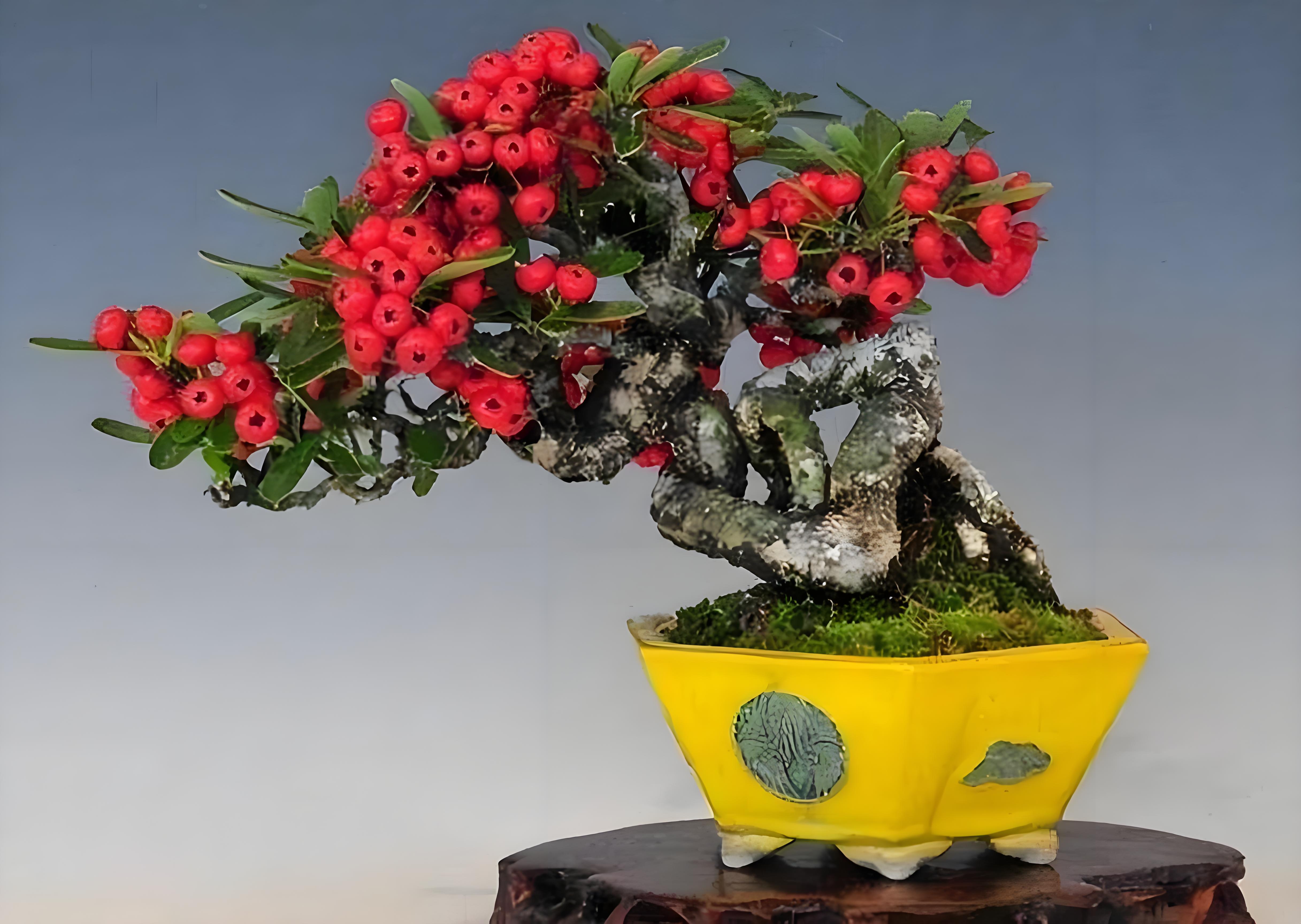 想象一下,家里阳台一角,那盆红彤彤的火棘盆景,仿佛冬日里的一把火