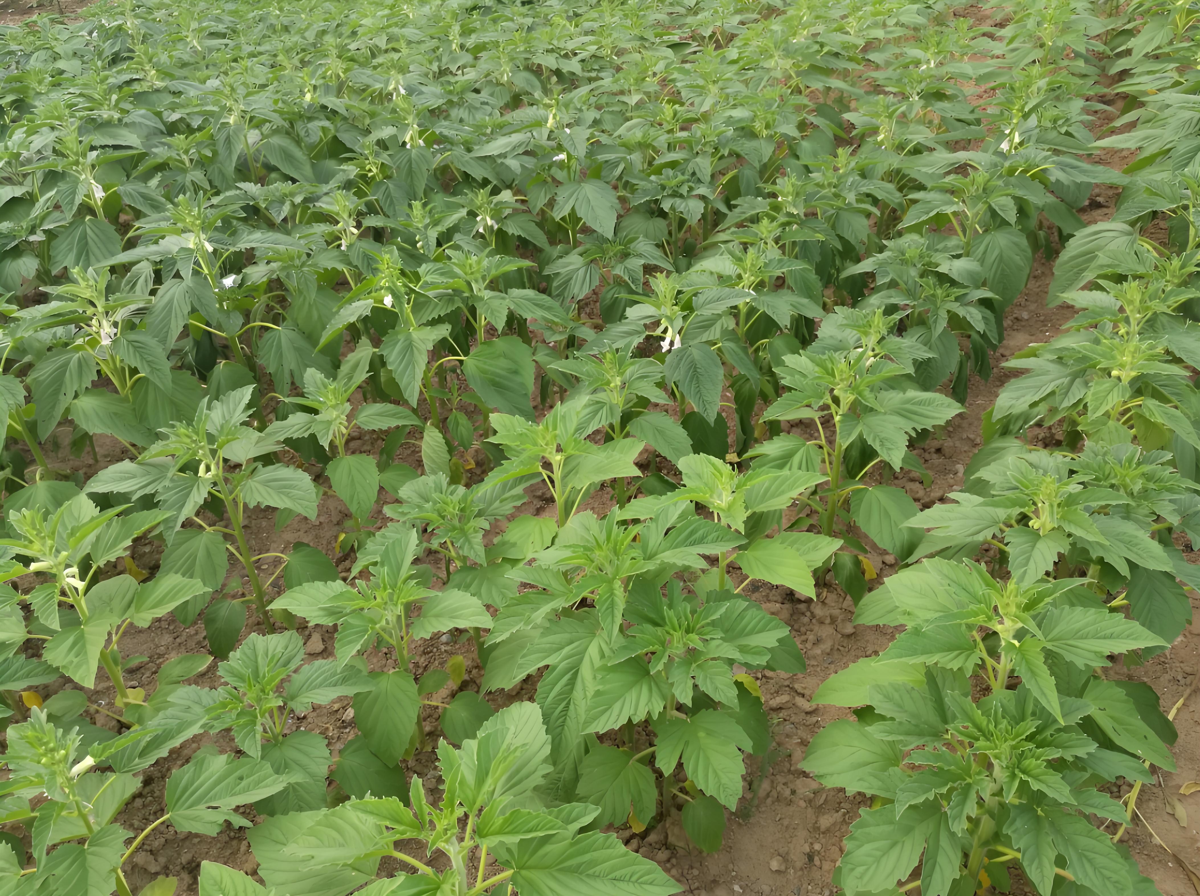 毕竟,谁不想自家后院里长出一片片金灿灿的芝麻海,收获时仿佛拥有了全