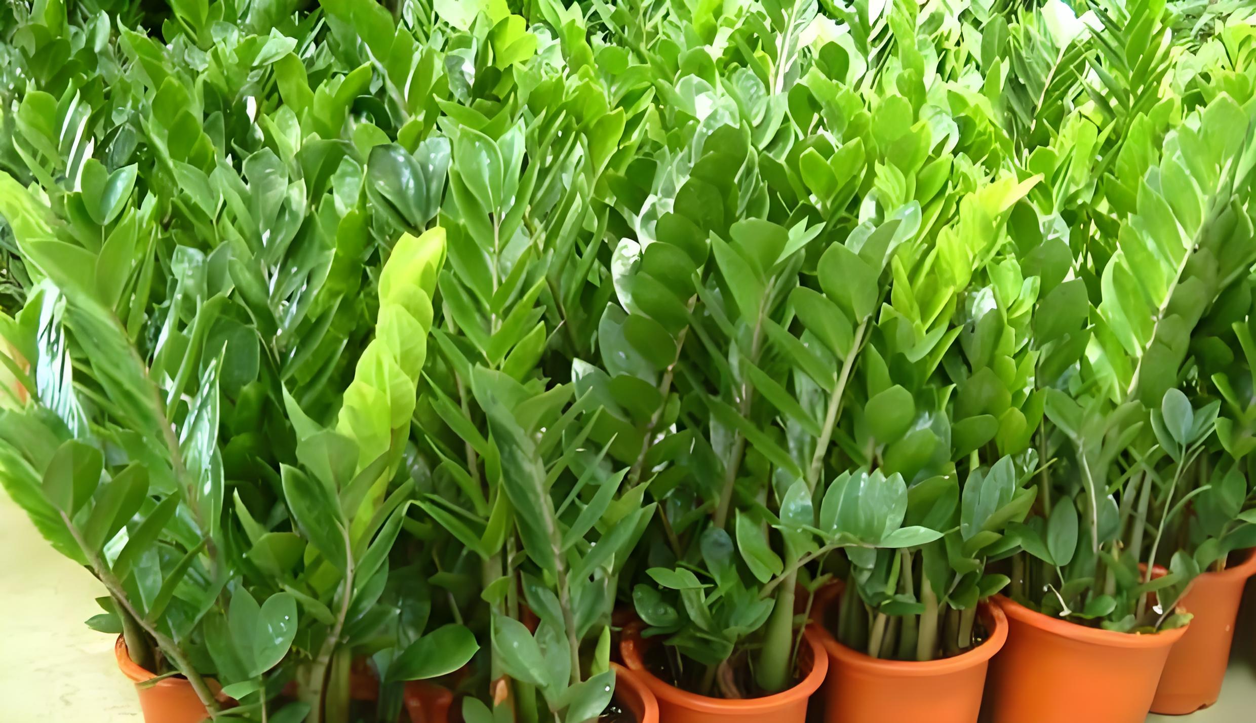 嘿小伙伴们,今天咱们来聊聊我那盆超有范儿的雪铁芋