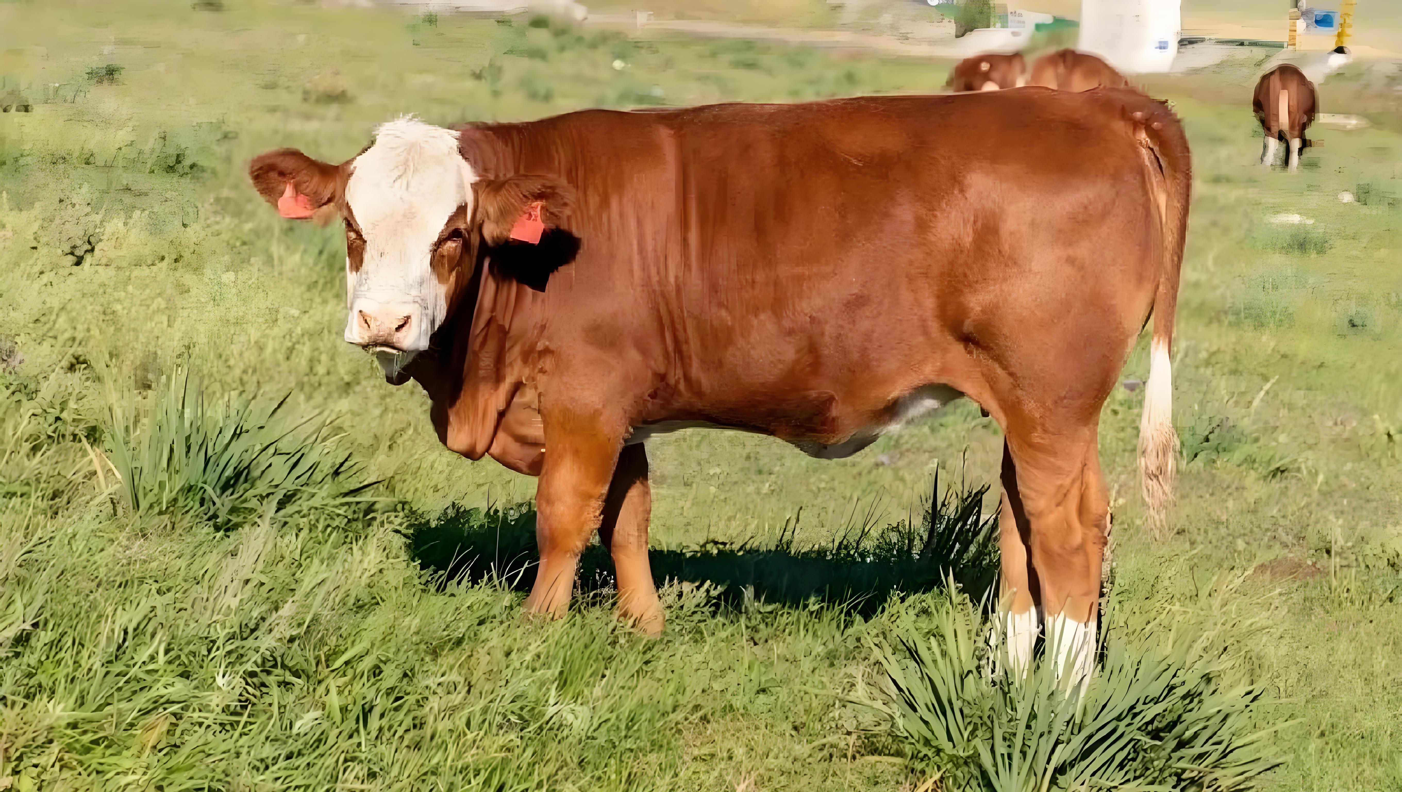 每次在网上看到那些西门塔尔牛的图片,那健硕的肌肉,油亮的皮毛,简直
