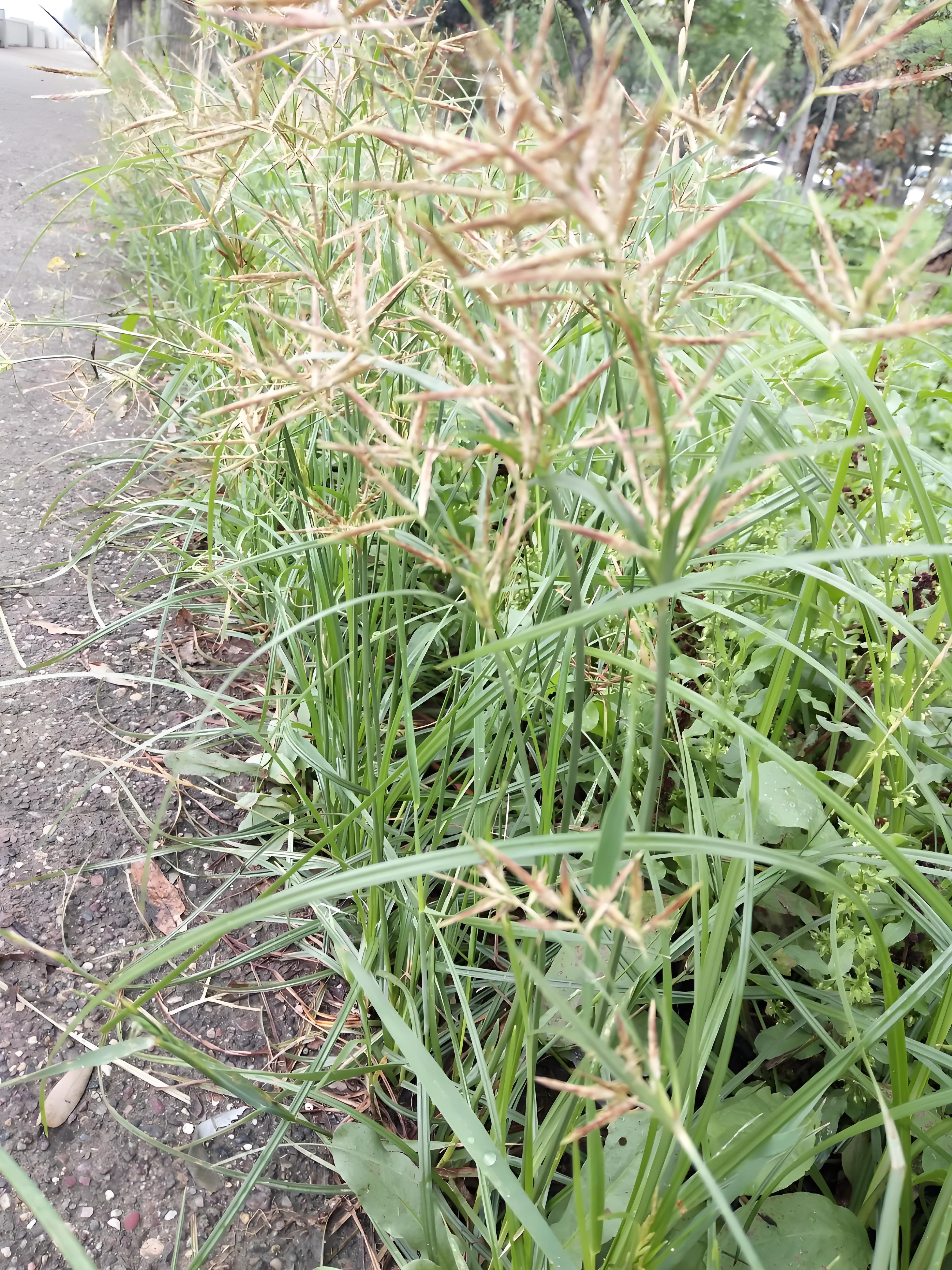 每到春夏之交,看着田地里那密密麻麻的香附子,我就忍不住想问:"香附子