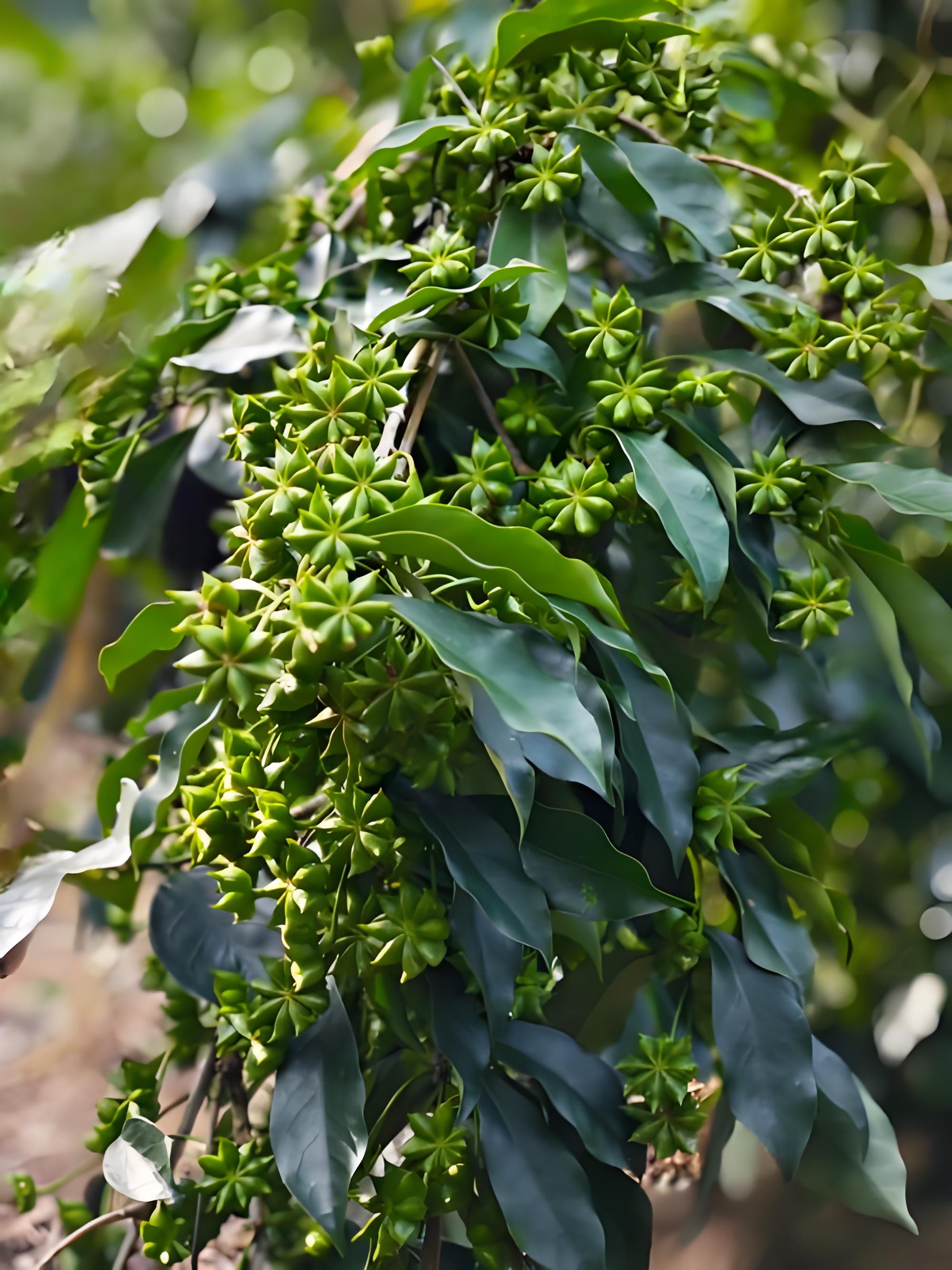 你有没有想过,厨房里那些香气四溢的八角,它们