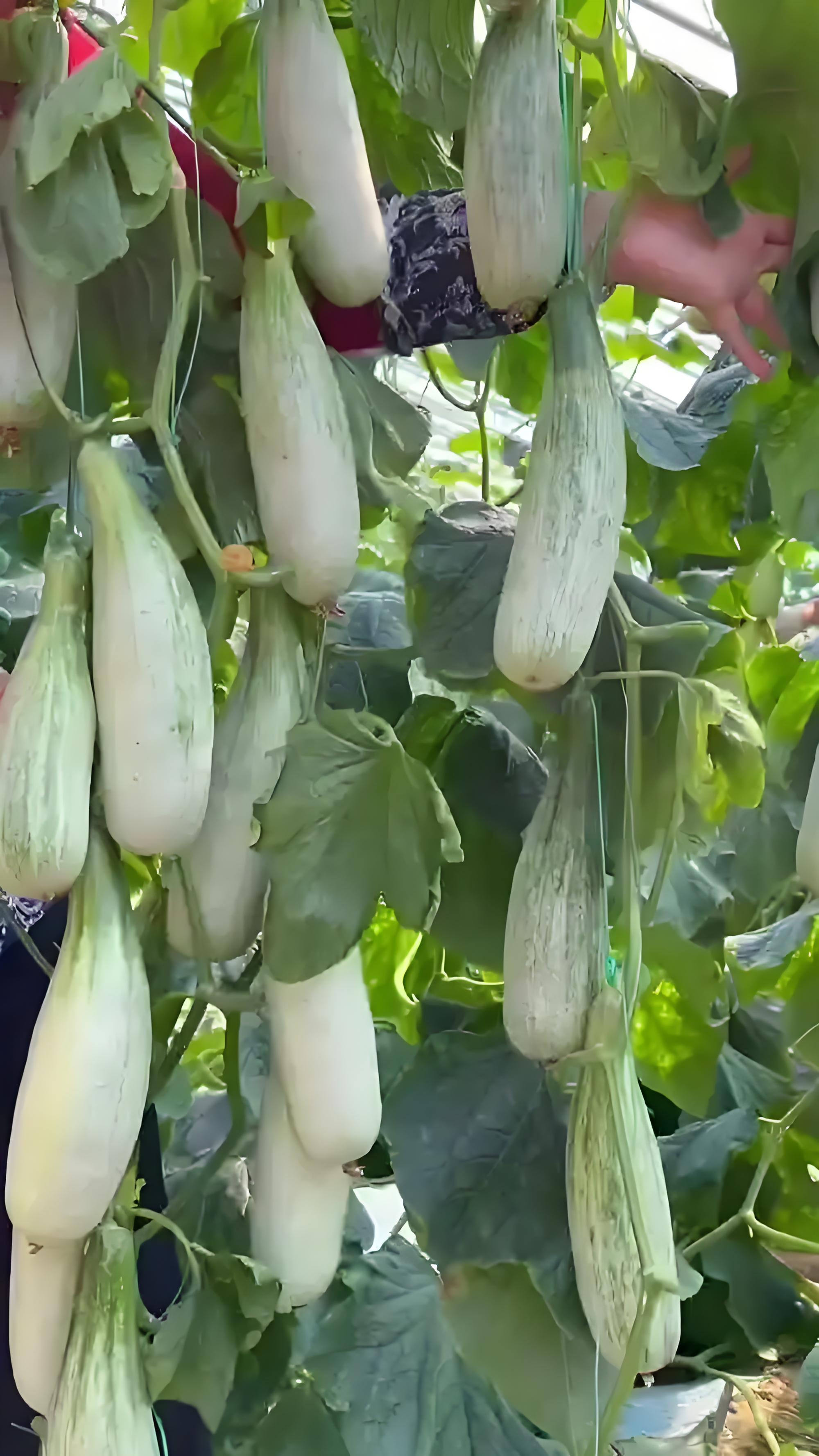 羊角蜜属于厚皮甜瓜的一个品种,藤蔓分枝能力强,合理的留蔓和打叉