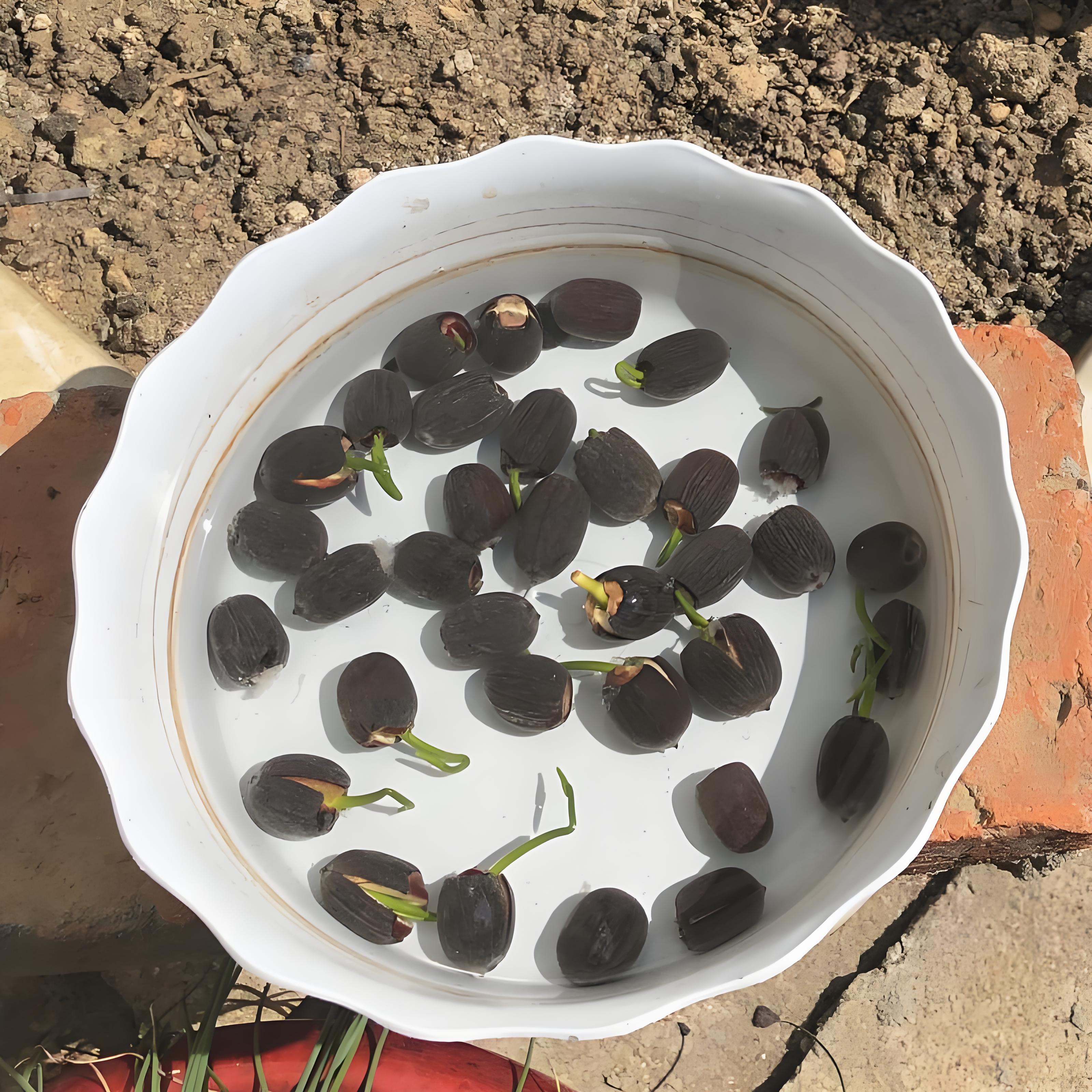要让莲花种子成功发芽,需掌握三个关键环节:破壳处理,水温调控和光照