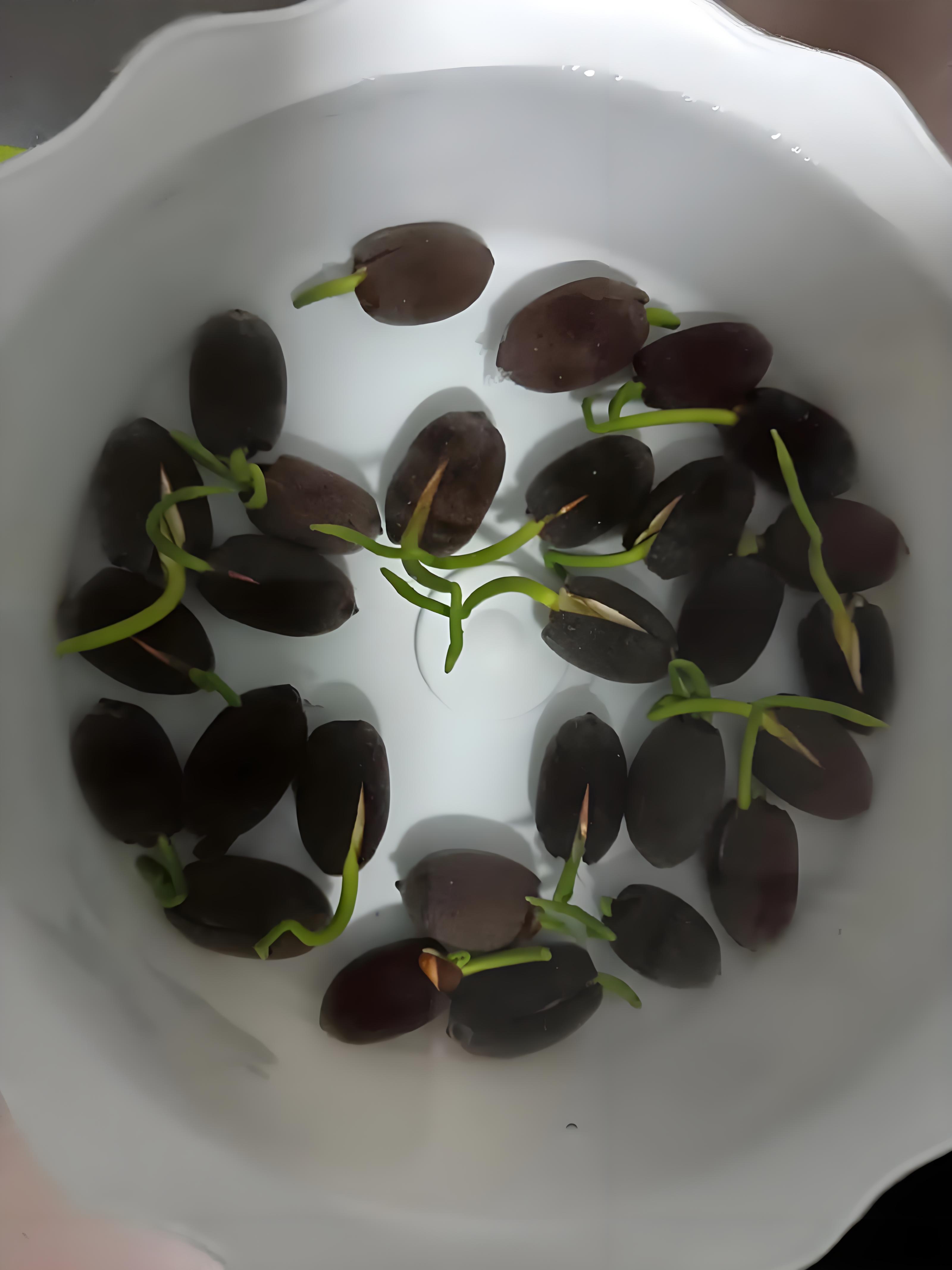 要让莲花种子成功发芽需掌握三个关键环节破壳处理水温调控和光照
