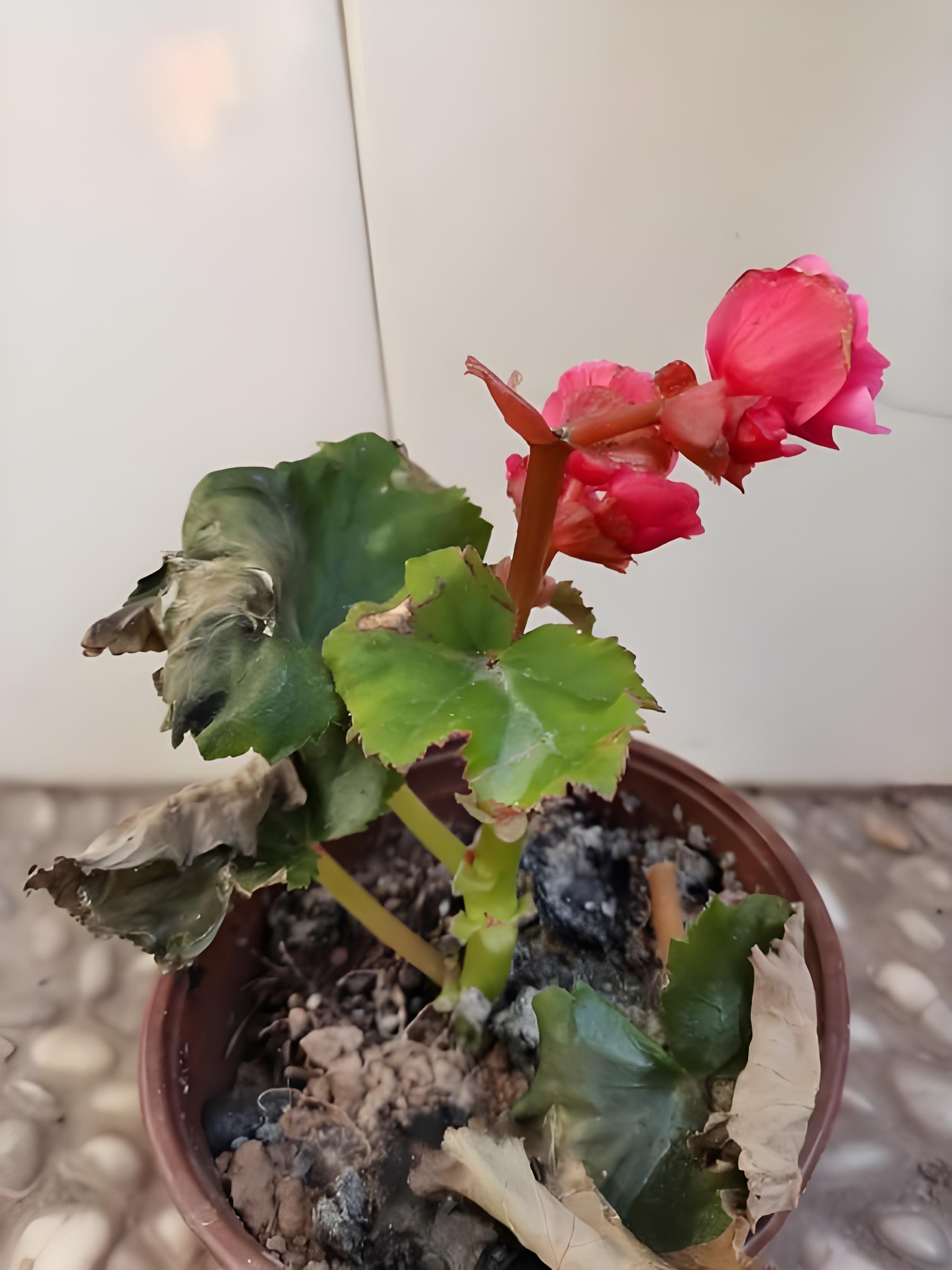 丽格海棠叶子焦边干枯通常是养护环境不适或管理不当导致的需针对