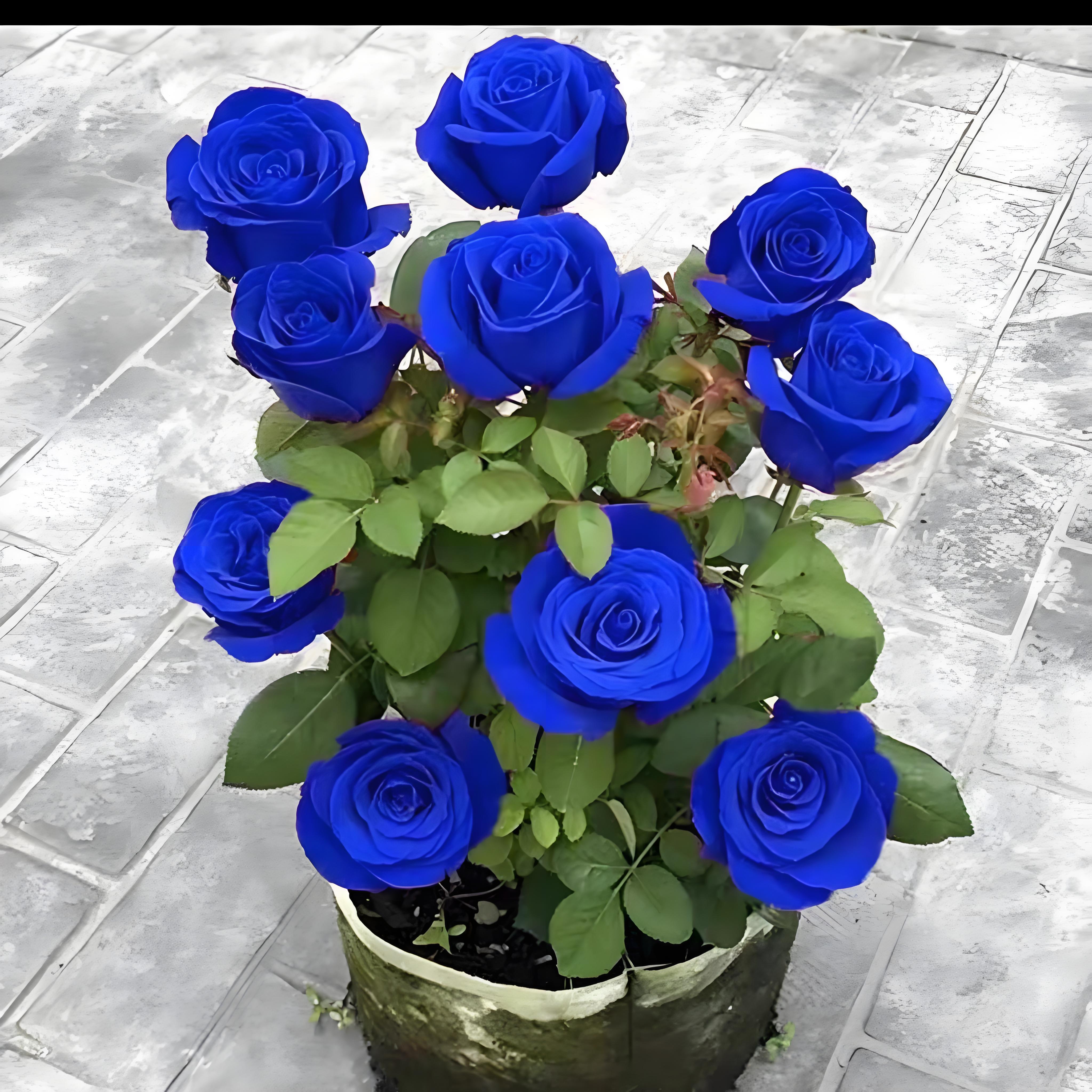 蓝色月季有哪些品种?