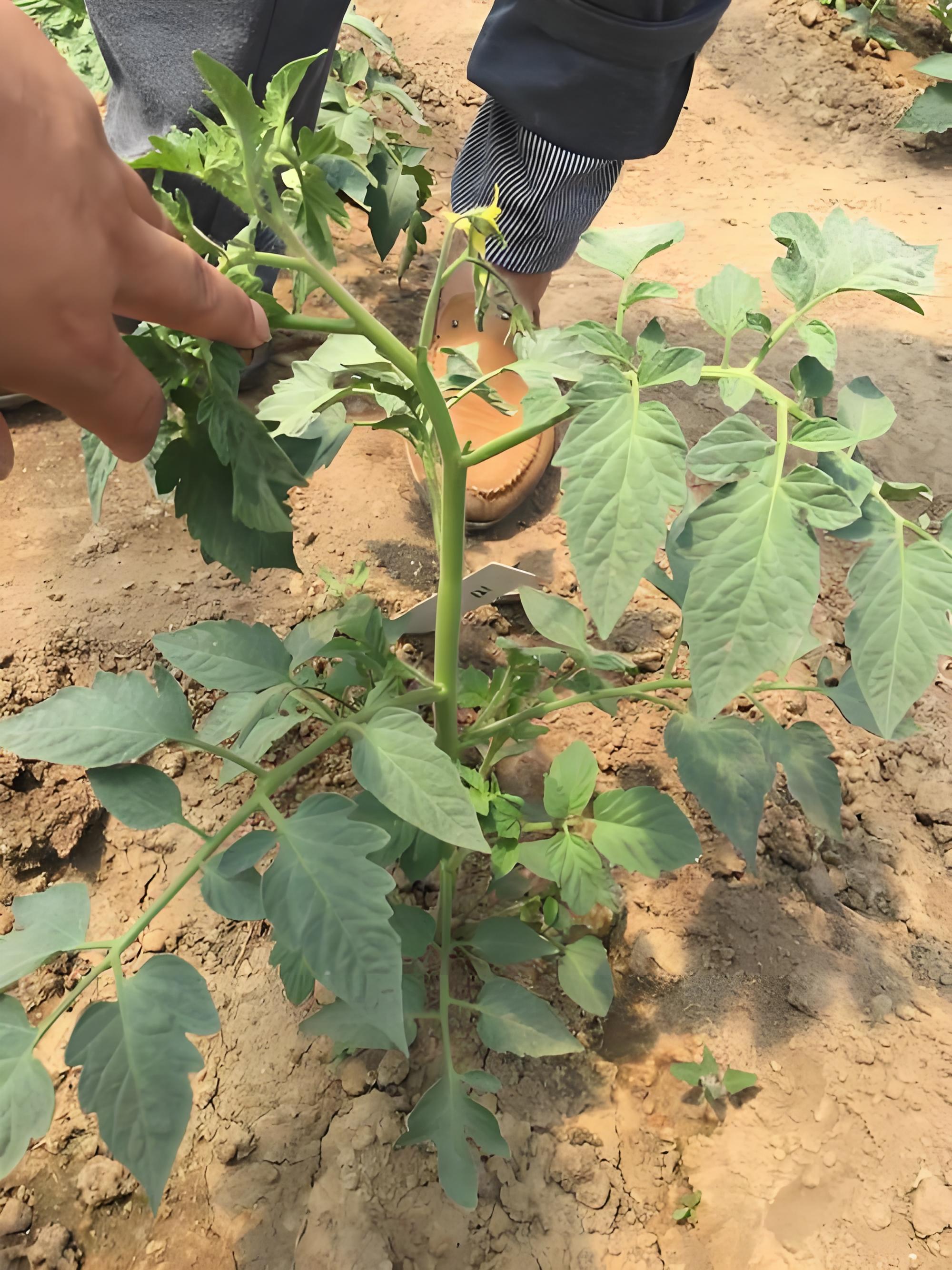 西红柿植株怎么打芽?