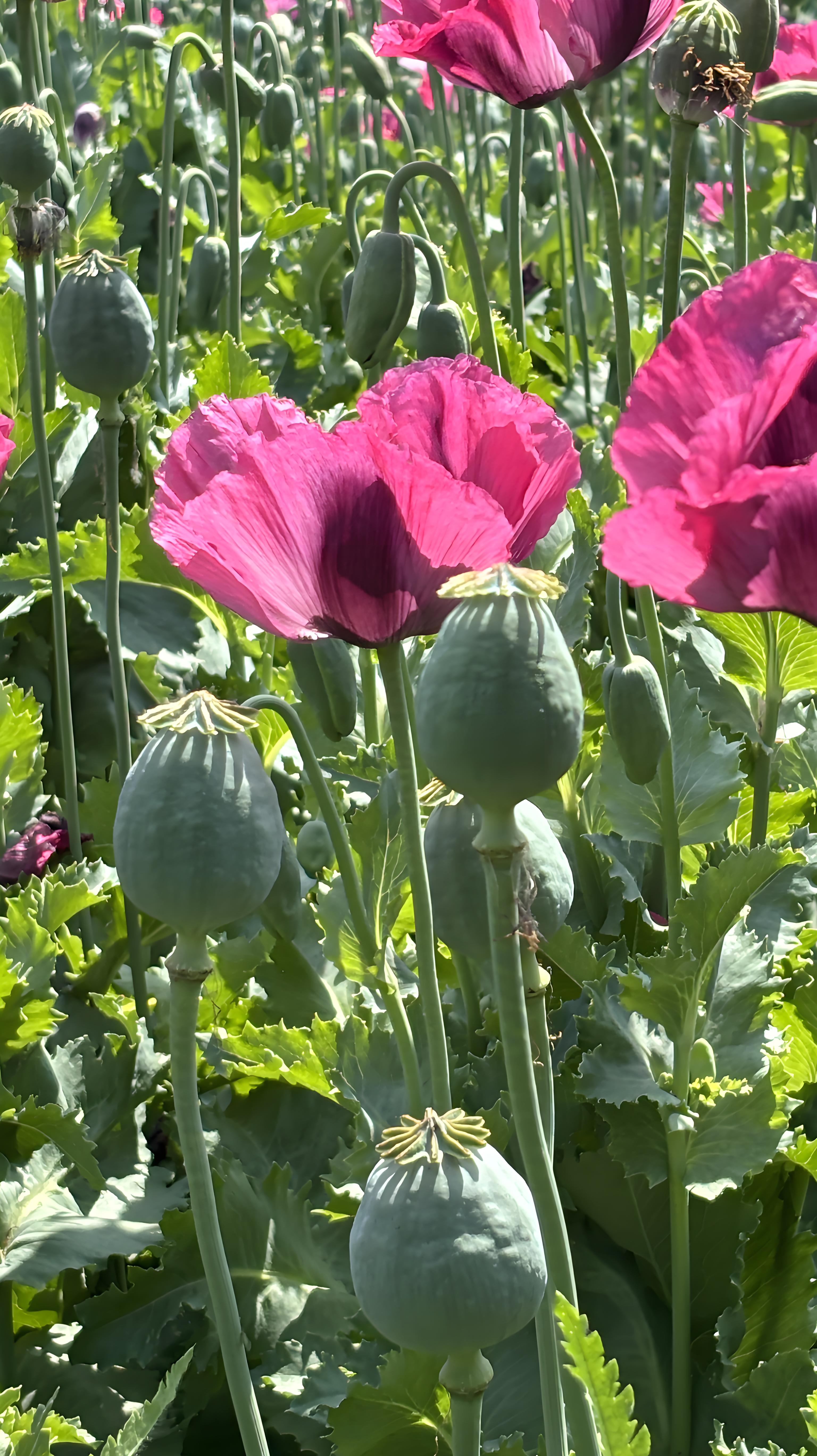 虞美人和罂粟虽然同属罂粟科罂粟属,但它们在形态特征,毒性和仿律