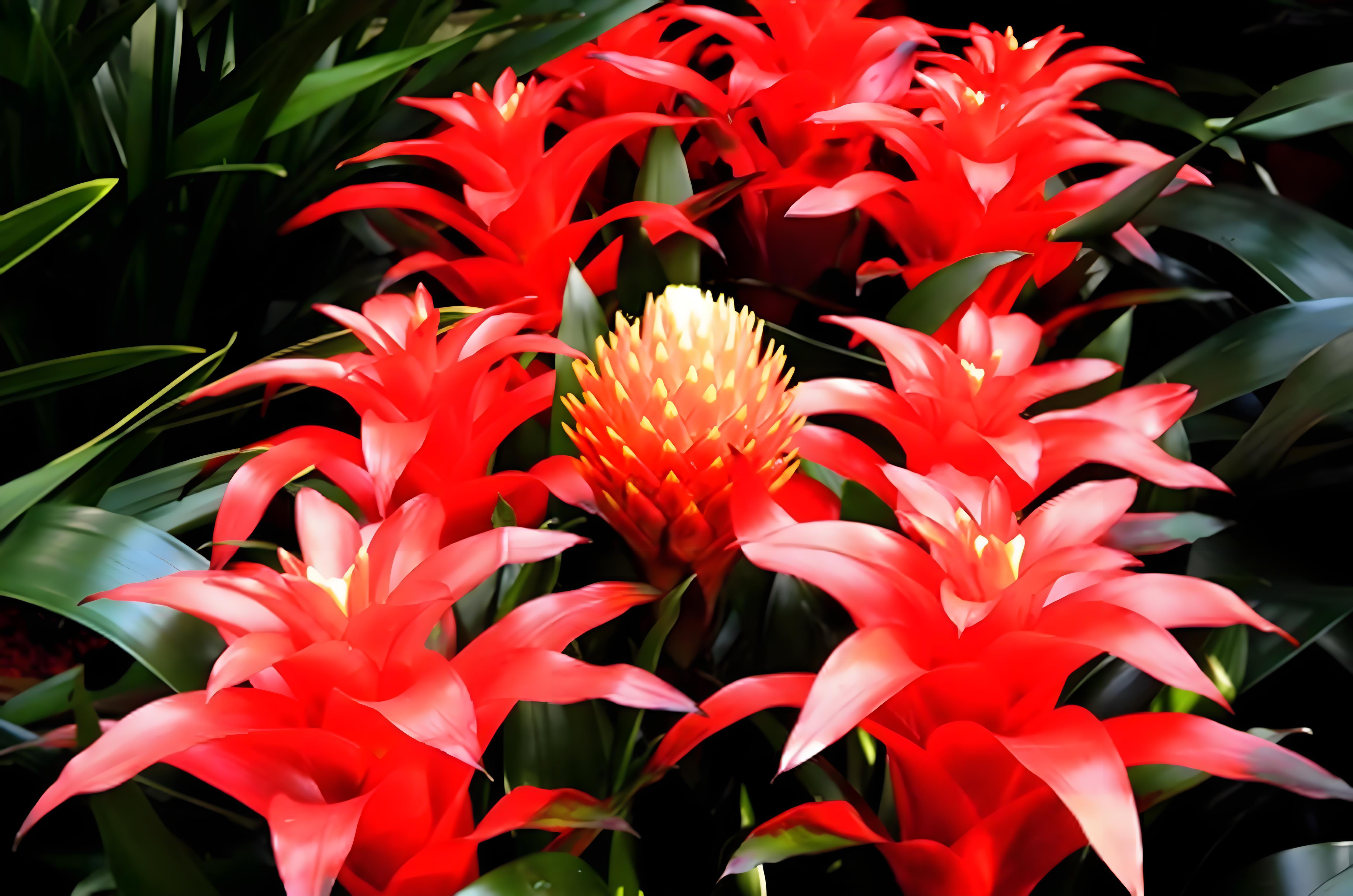 火炬花的养殖方法 火炬花(学名:kniphofia uvaria)原产非洲南部,是