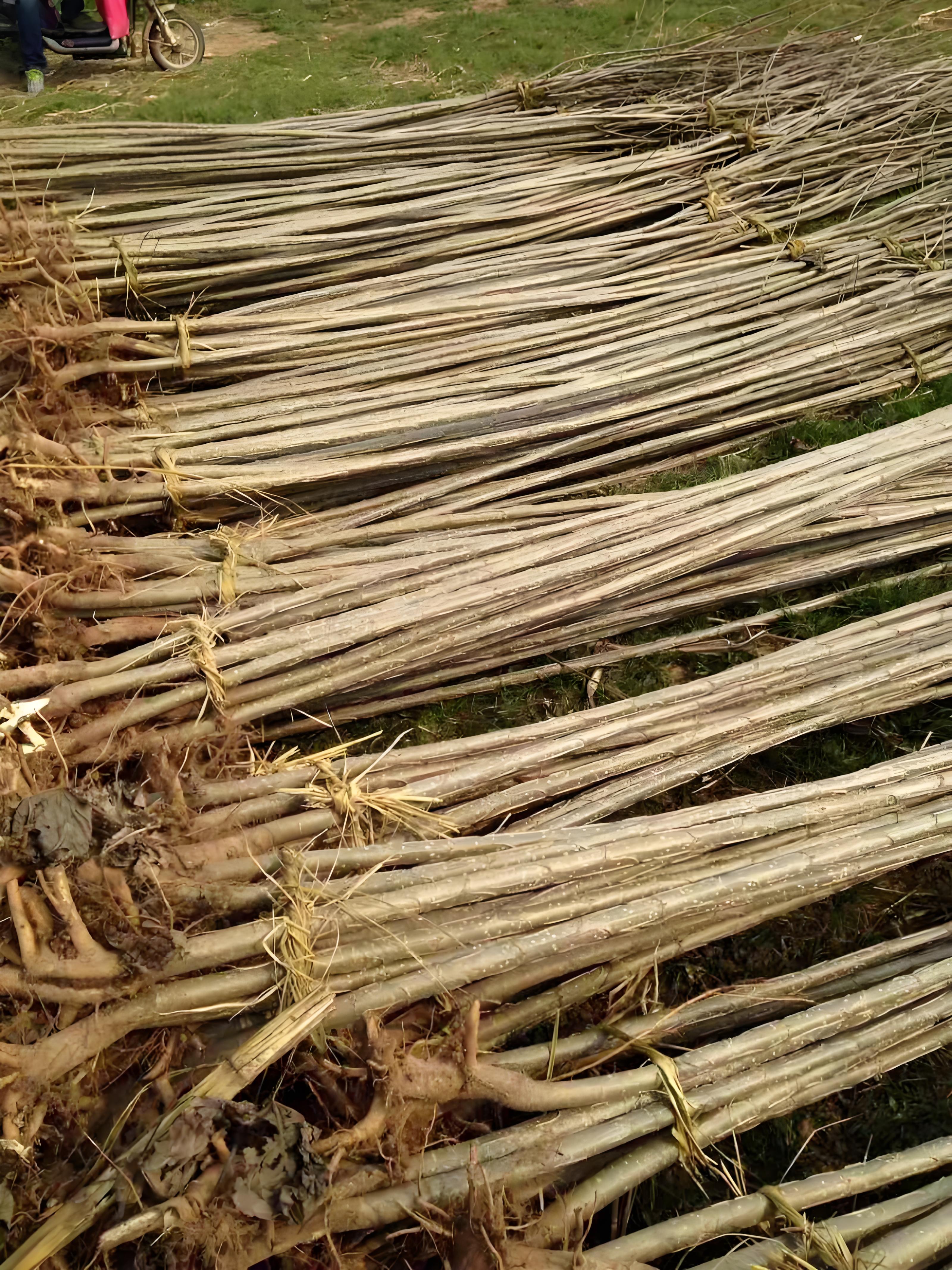 杨树种子发芽苗和扦插苗的区别 杨树的种子发芽苗