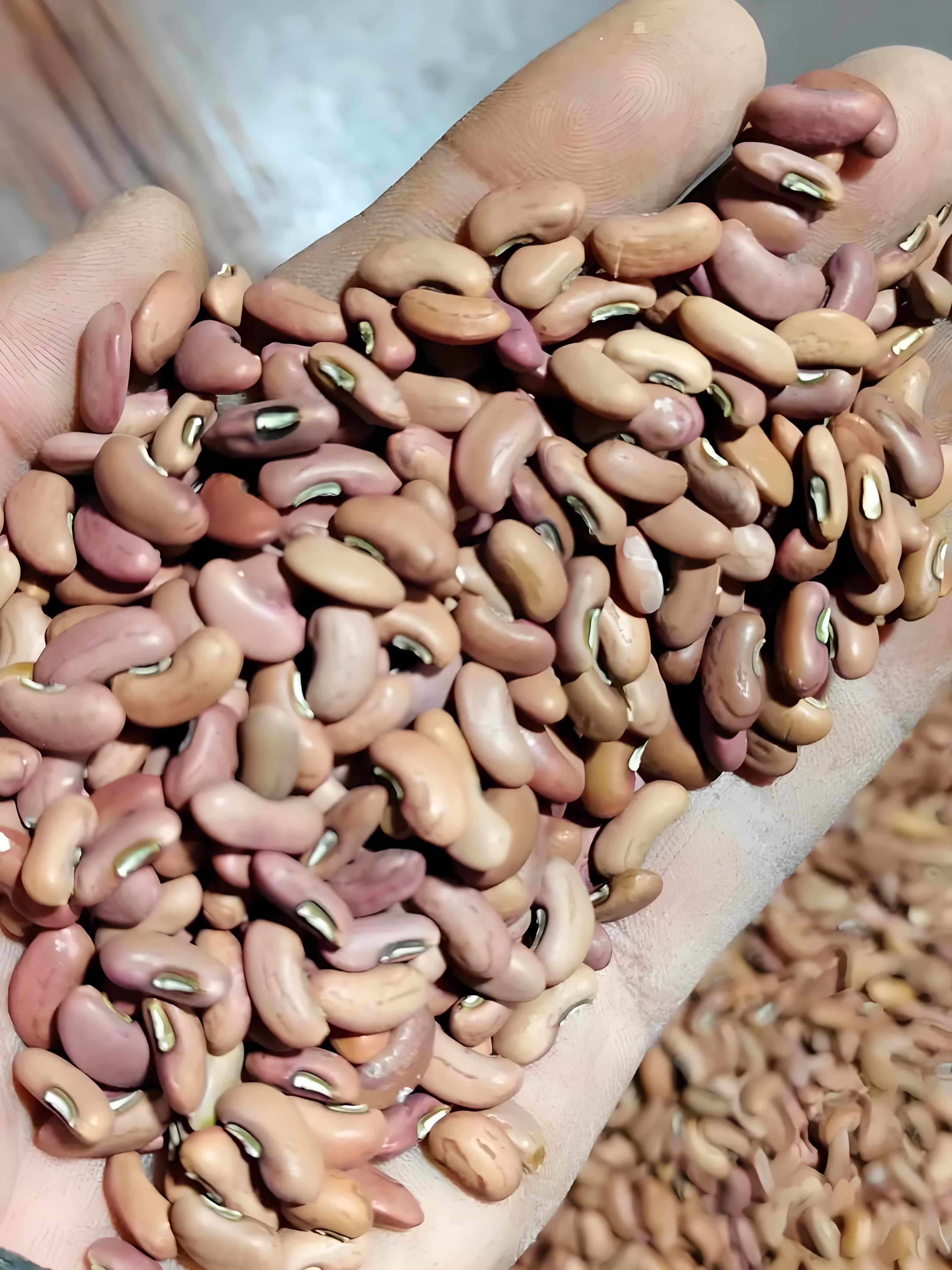豇豆种子泡多久能种?
