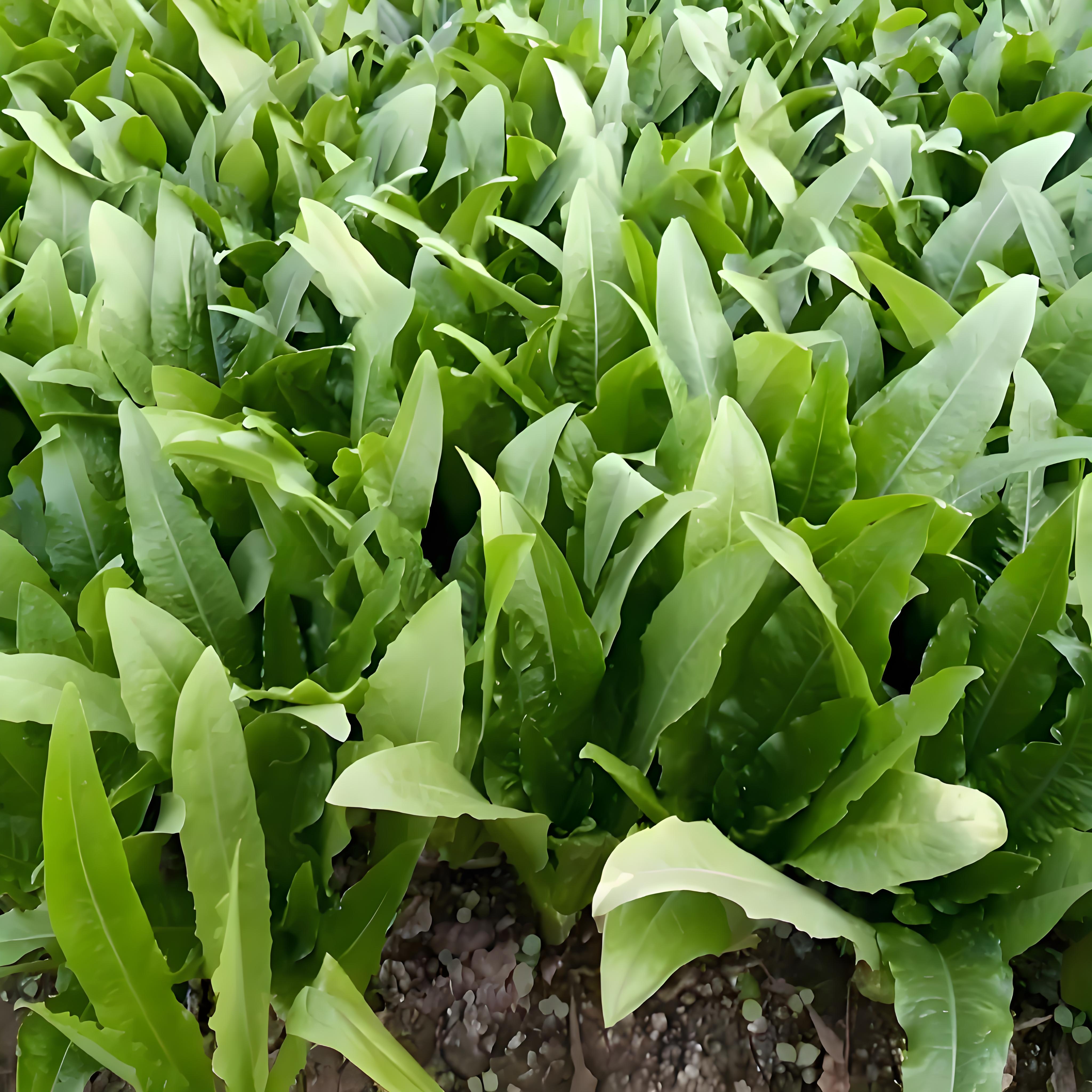 油麦菜作为速生叶菜类蔬菜,其采收周期主要受品种特性,栽培环境和