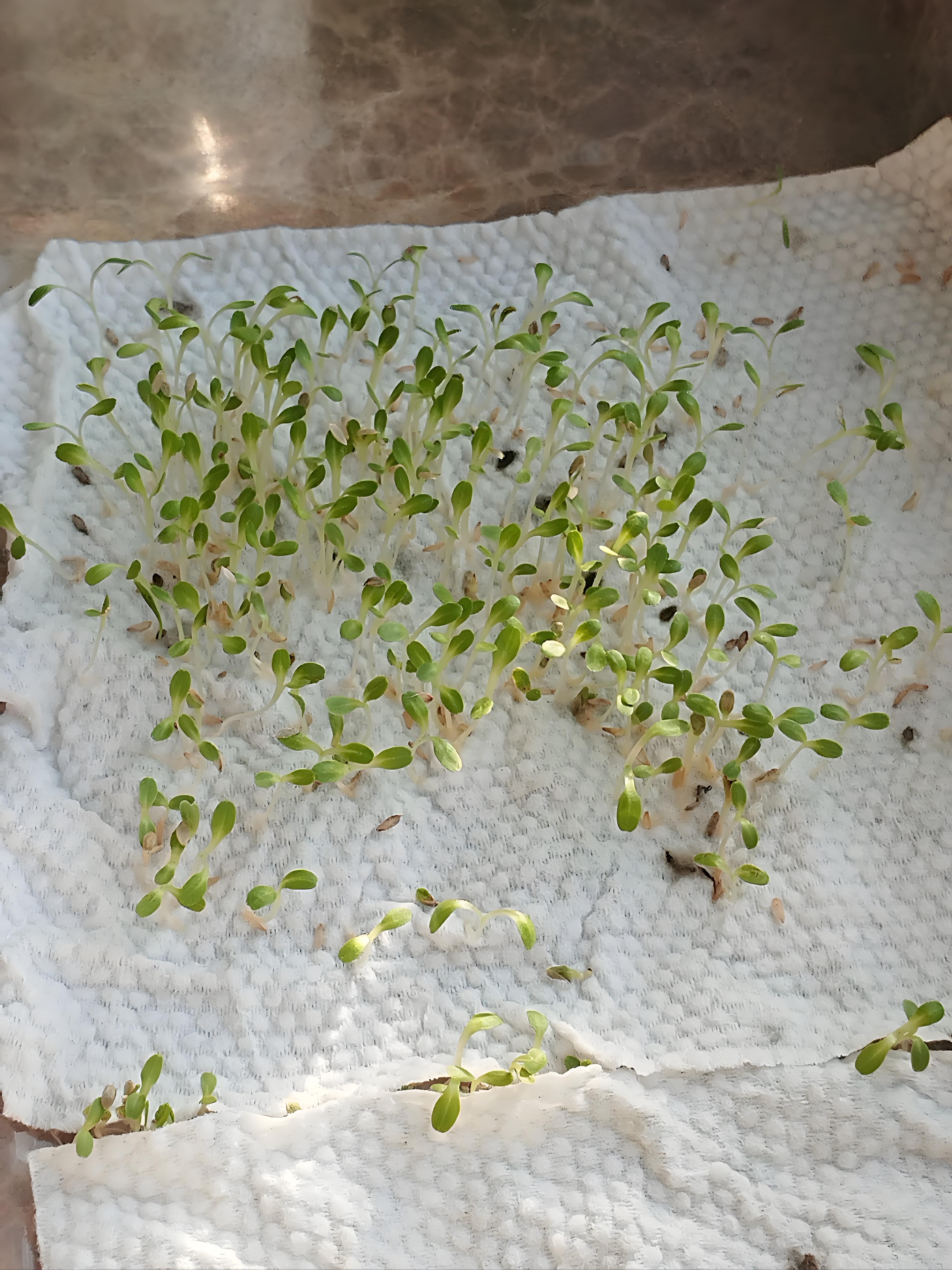 要让生菜种子顺利发芽,需掌握三大关键要素:温度,湿度和光照的精准