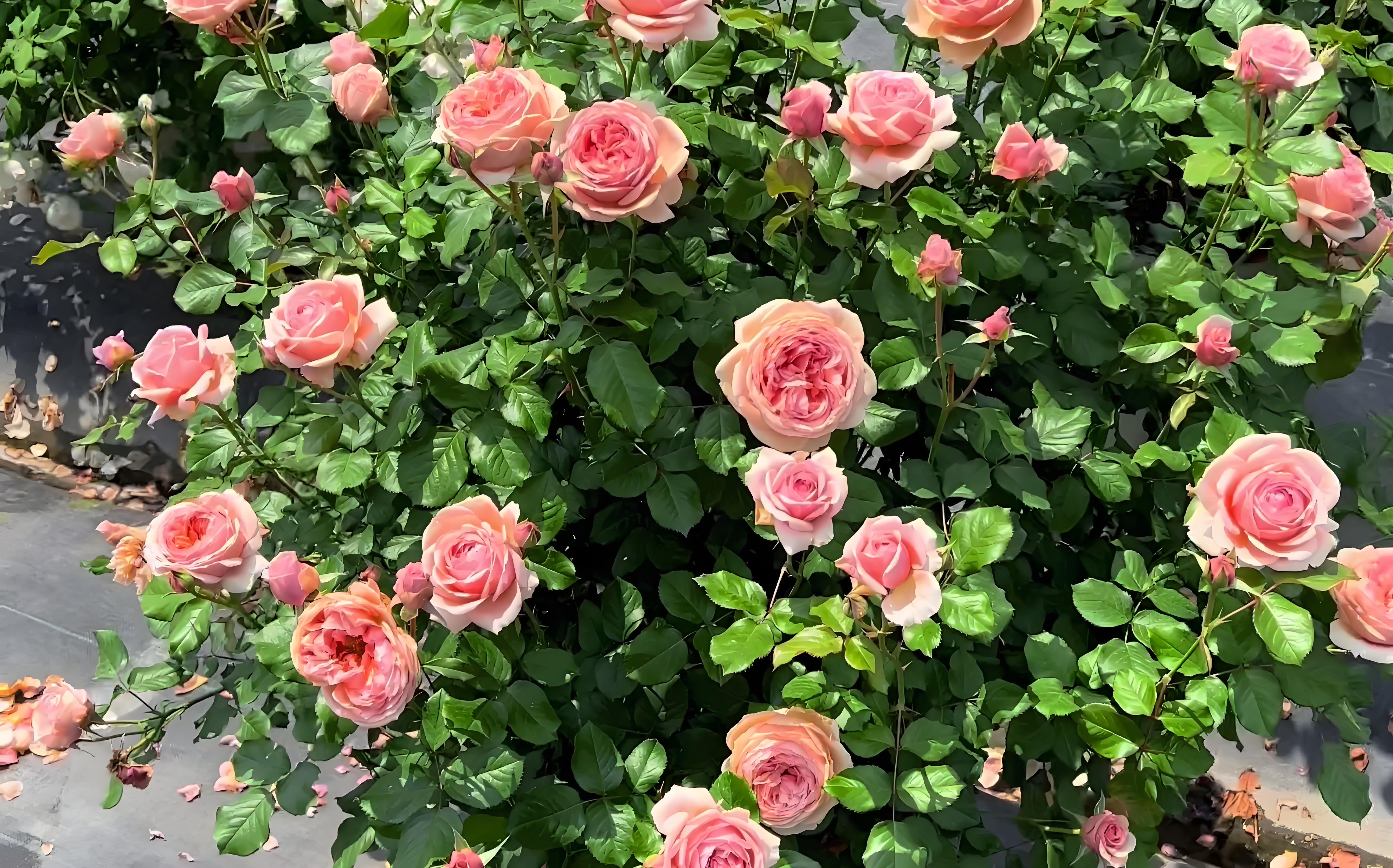 哪种月季花期长,抗病性好,耐晒?