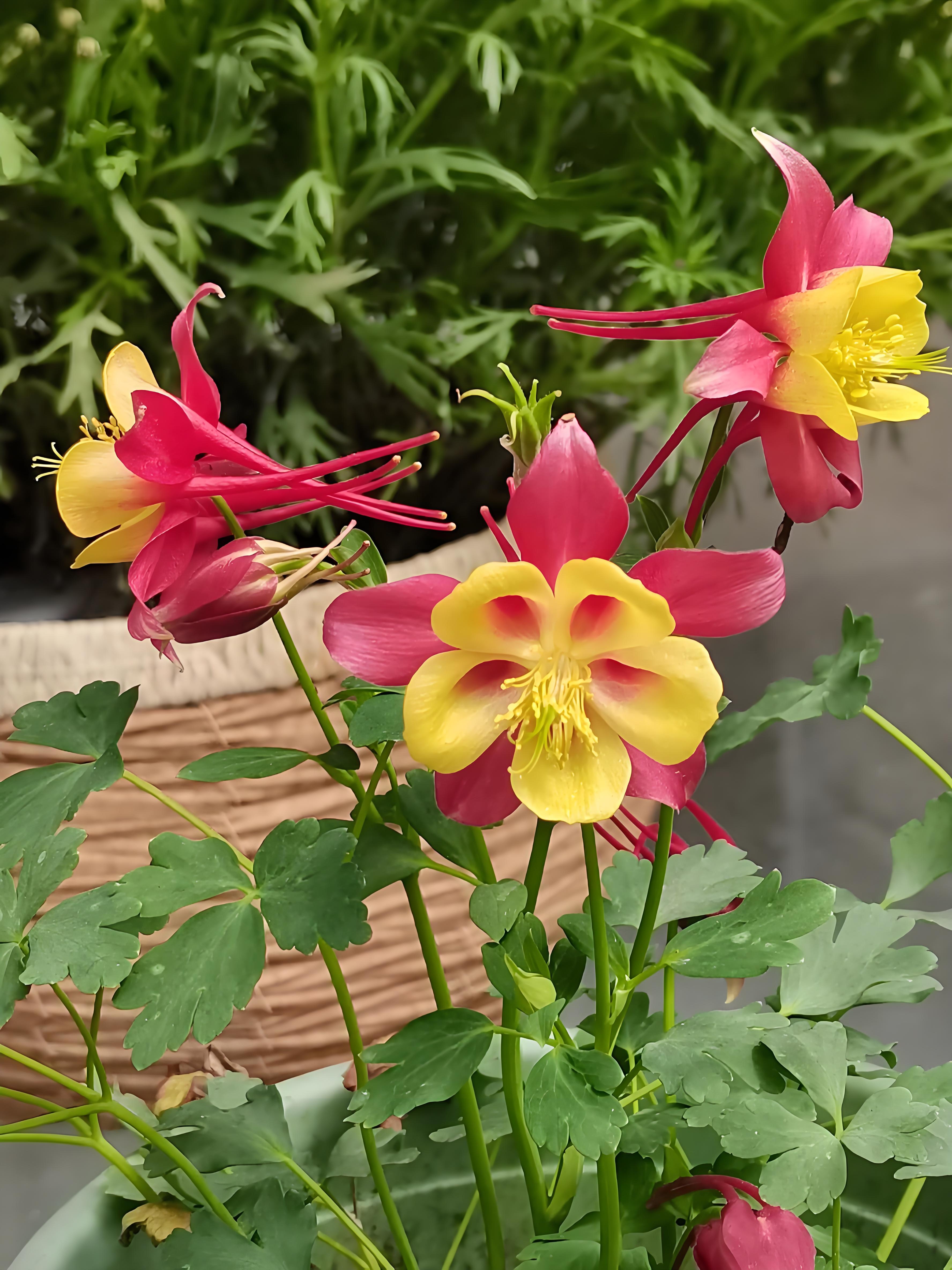 猫爪花(学名:lychnis coronaria)以其独特的绒球