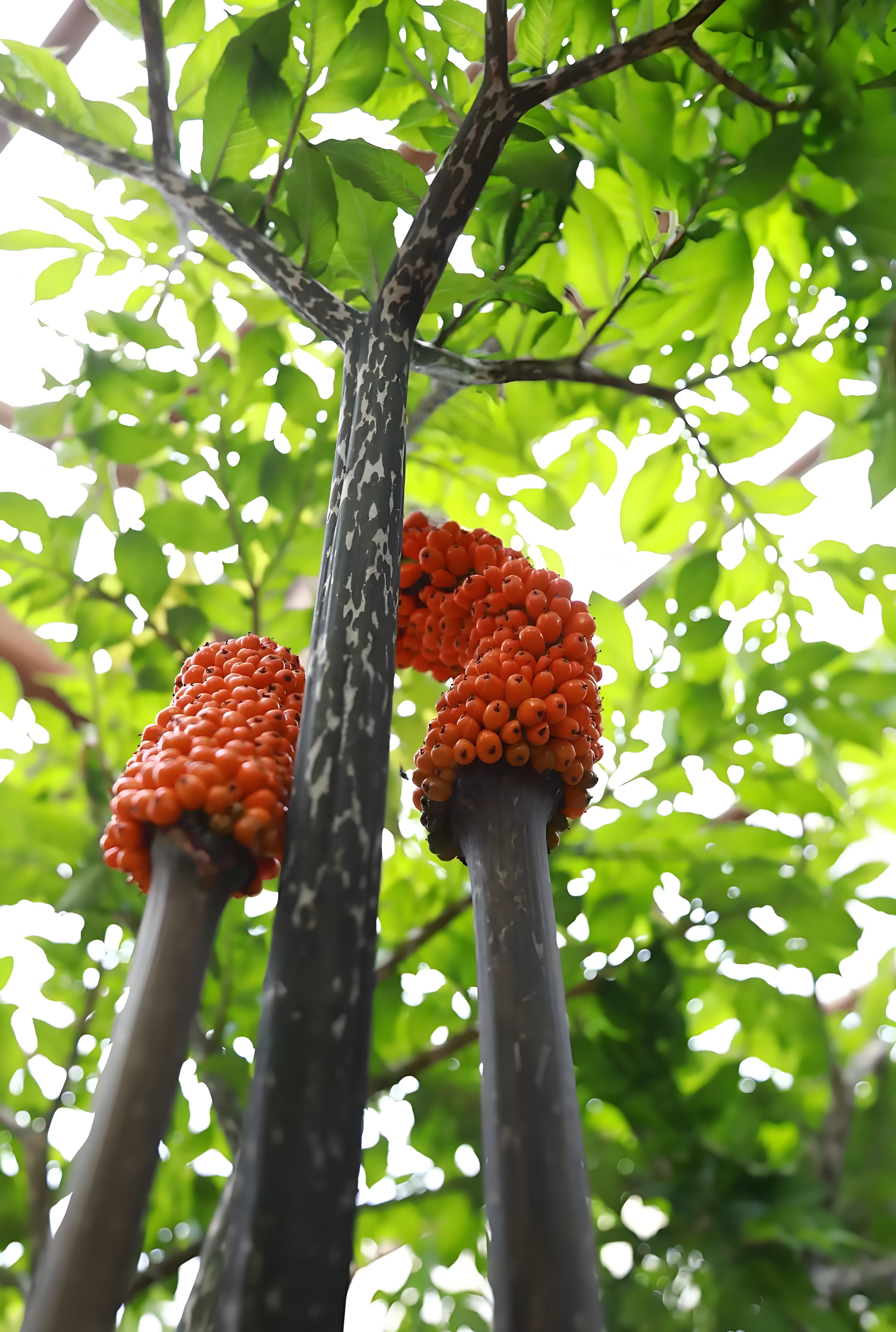 花魔芋是保护植物吗?