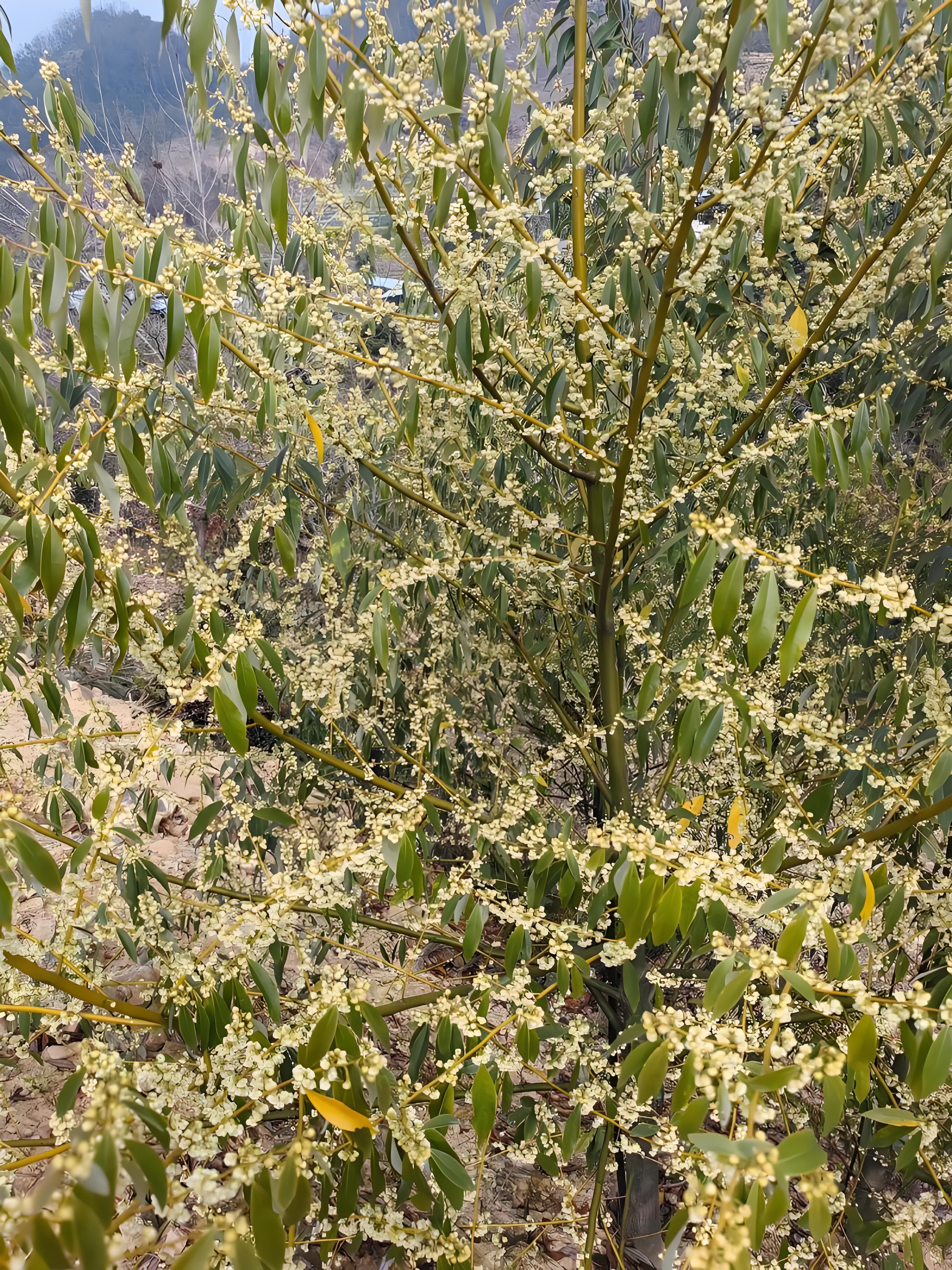 地称之为山胡椒花因其果实形似胡椒且多生于山野; 而在两广地区则