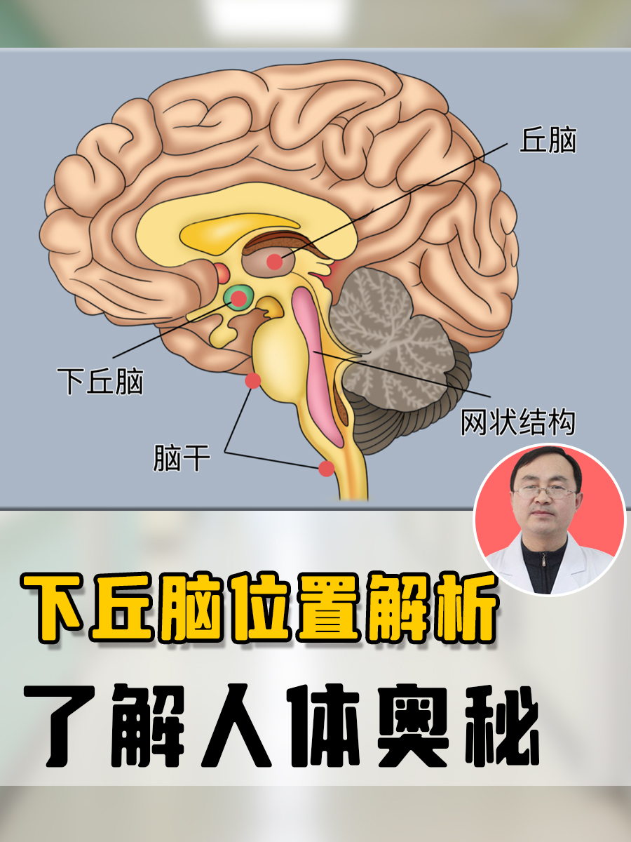 丘脑下部的生理功能图片