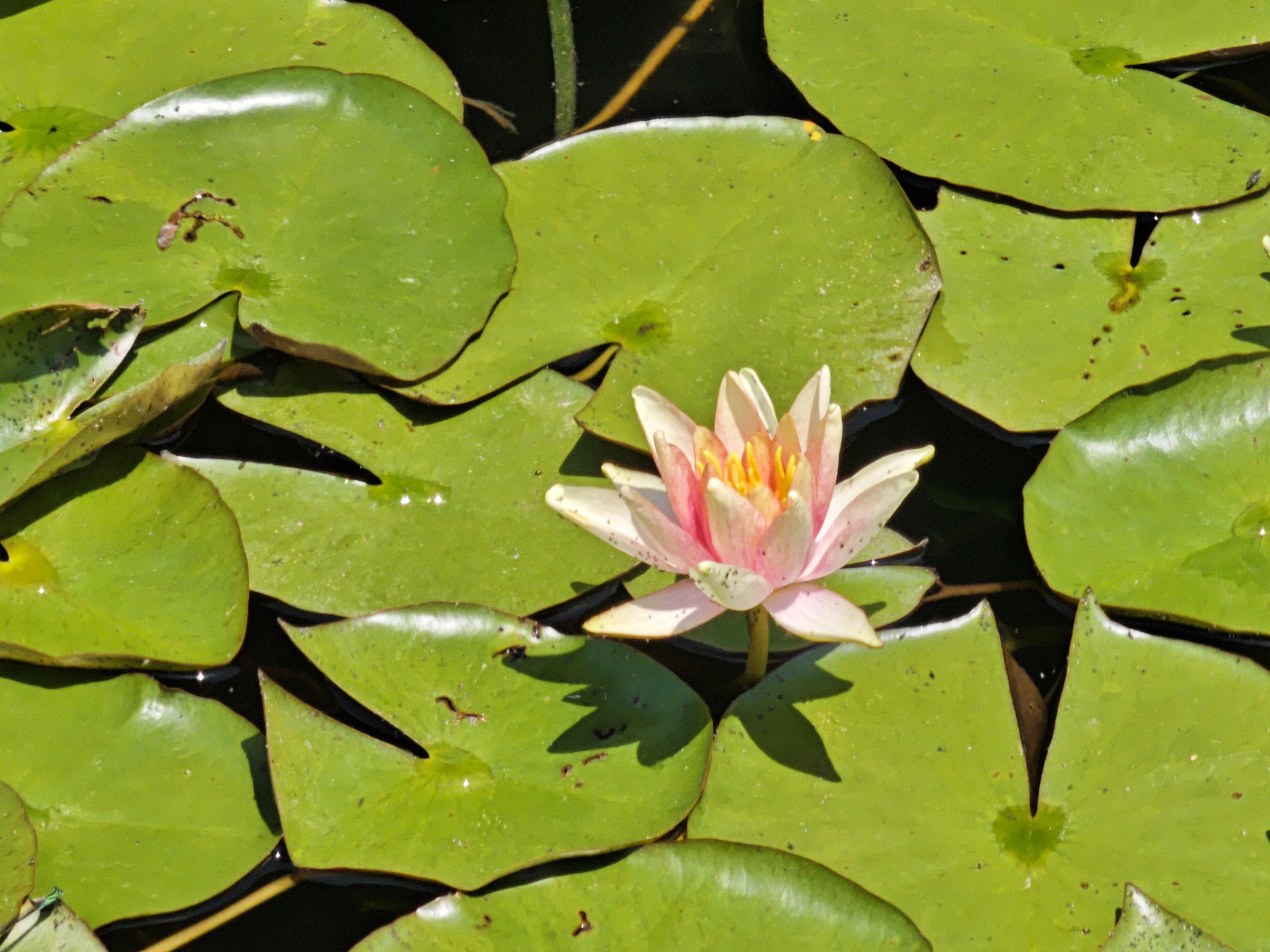 睡莲花色绚丽多彩,犹如天边的彩霞落入人间