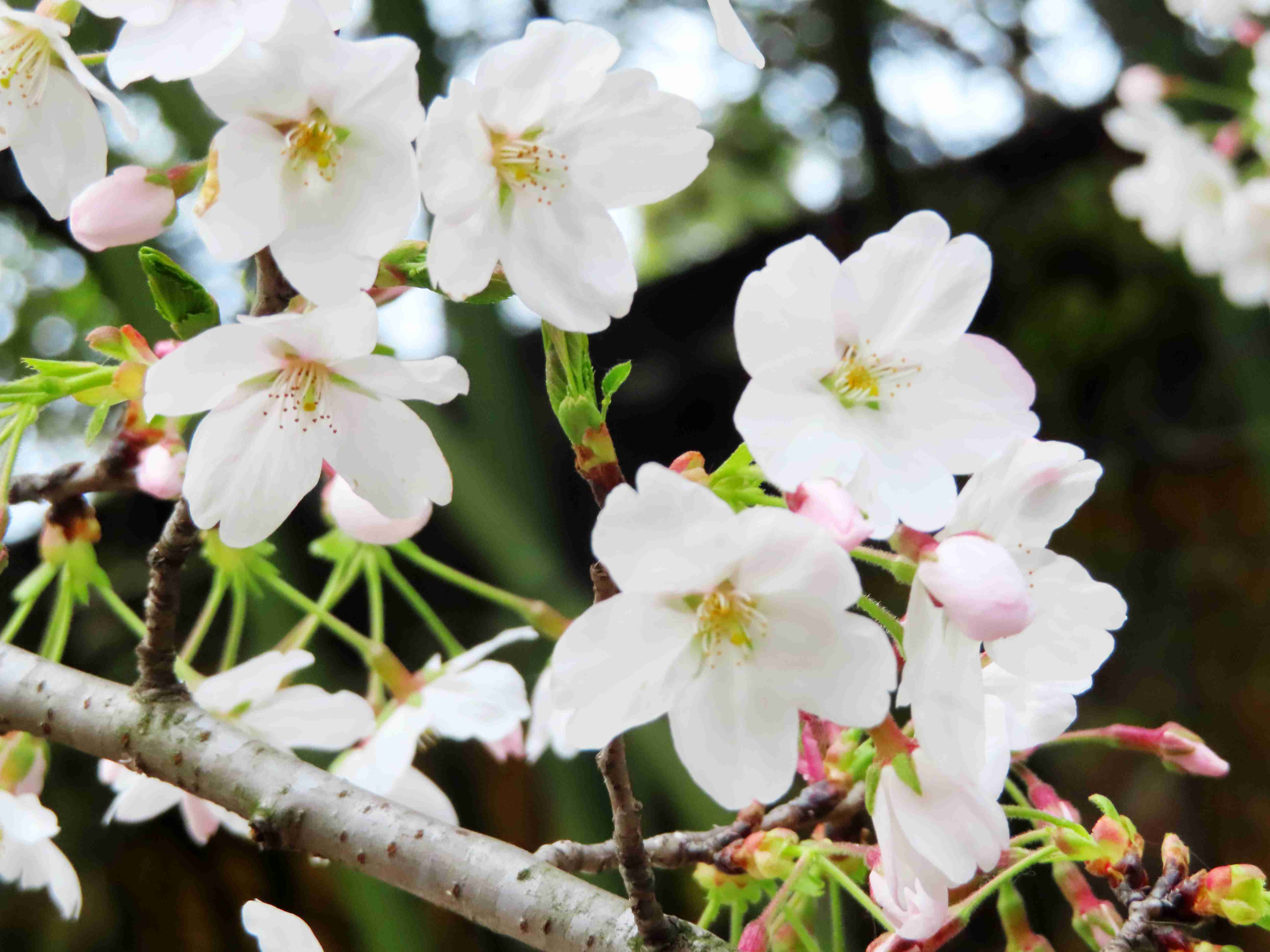 那里立着株白色海棠,像位披素绡的仙子,在朦胧里敛着眉眼