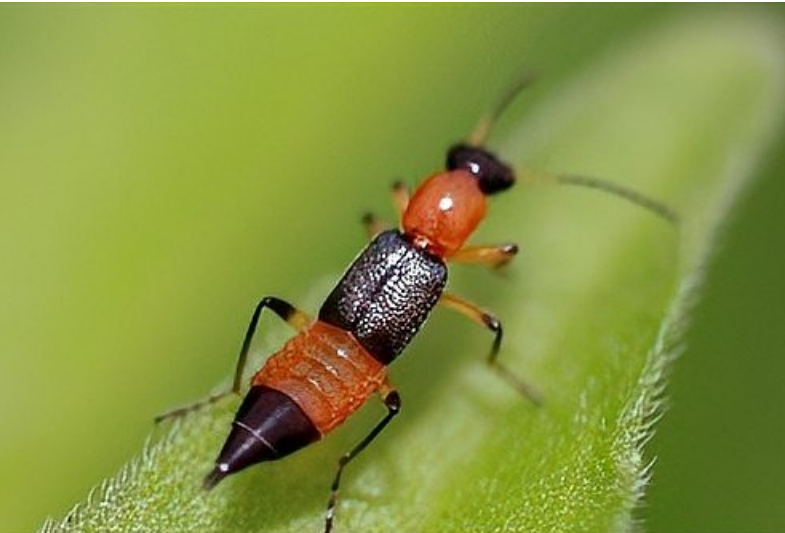 隐翅虫,又称青腰虫,因其形似蚂蚁而得名