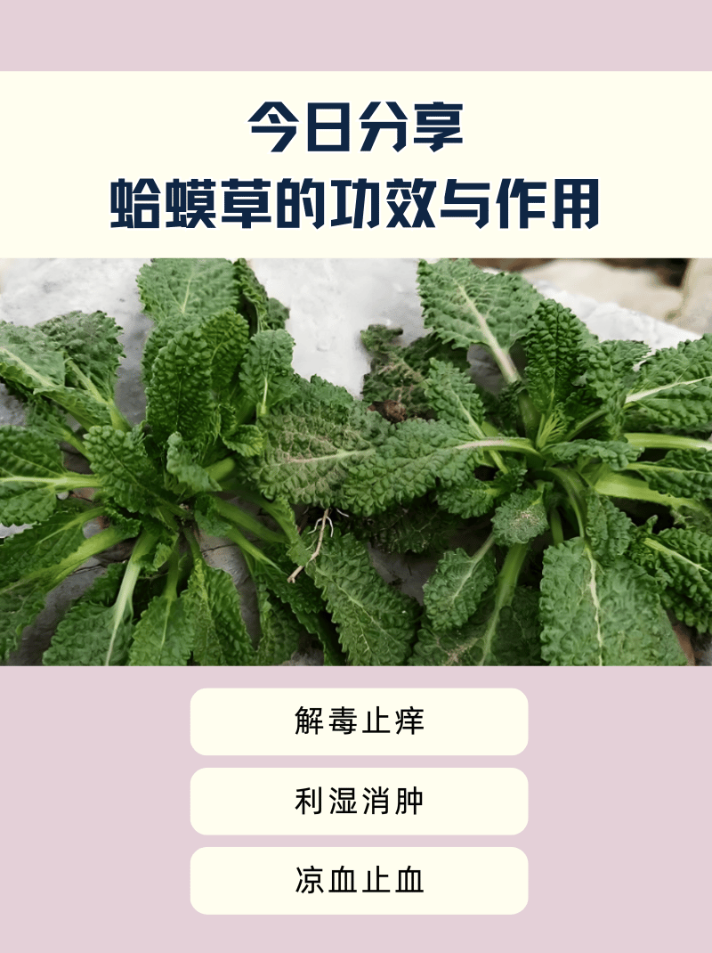 蛤蟆草主治图片