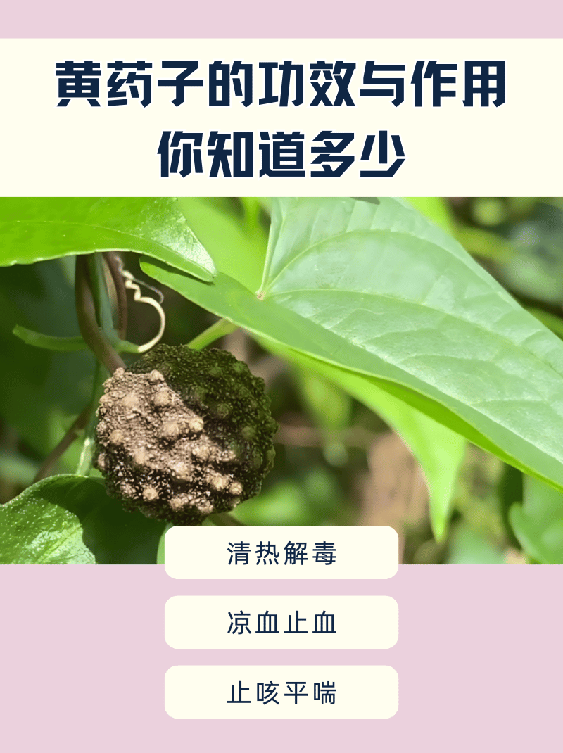 黄药子治癌症克星图片