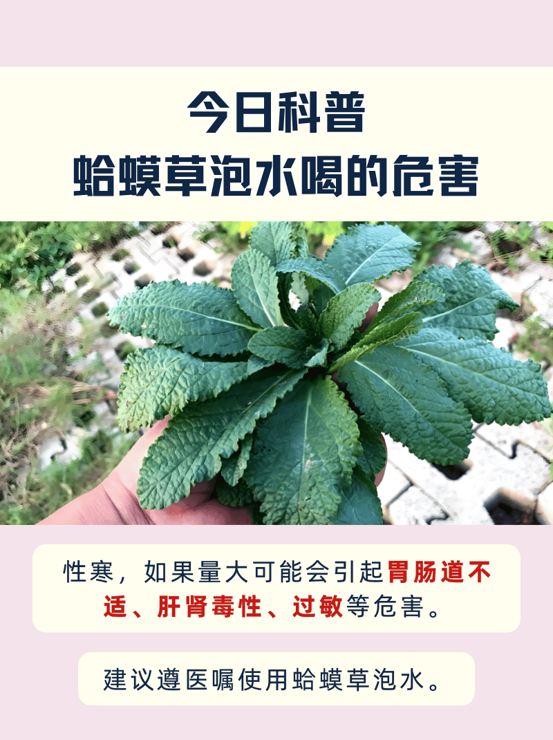 蛤蟆草的毒性 副作用图片