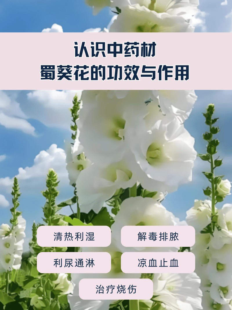 认识中药材:蜀葵花的功效与作用  今天带大家认识一味中药材