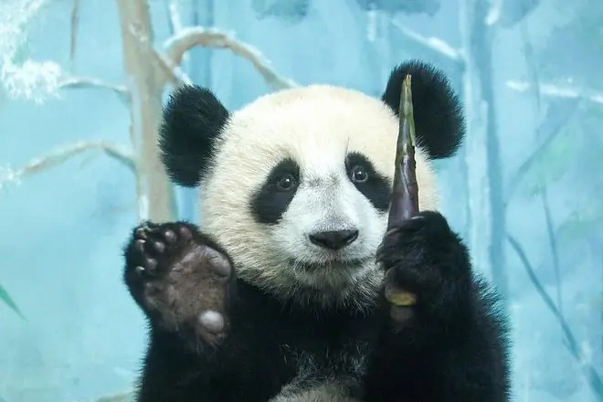 喀秋莎小小年纪好霸气!