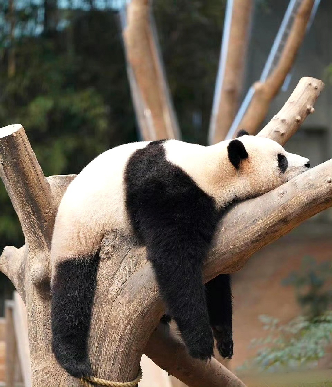 虚弱熊猫表情包图片