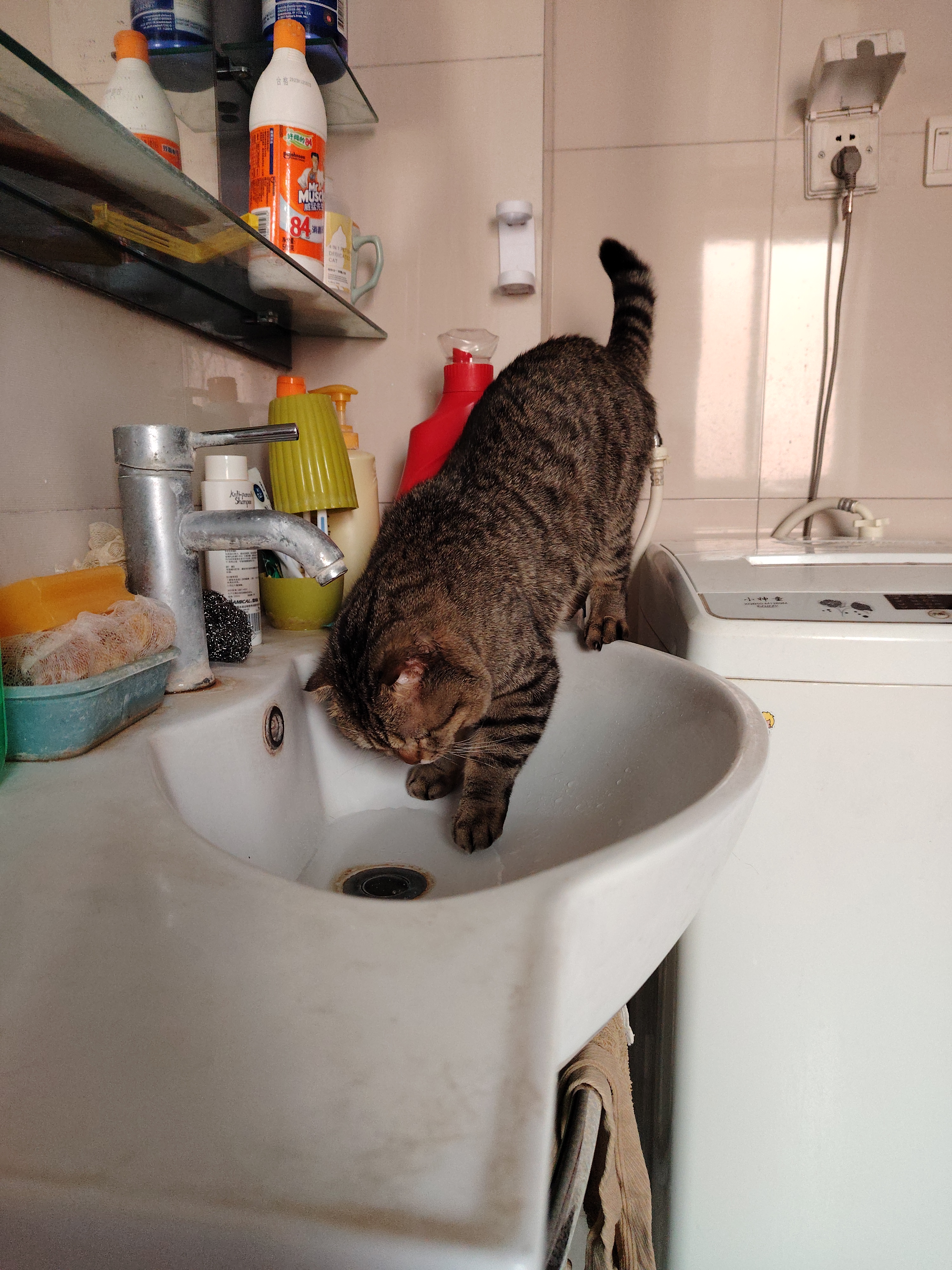 据一本猫知识图书上讲只要不给猫喂富含矿物质的矿泉水生水白克