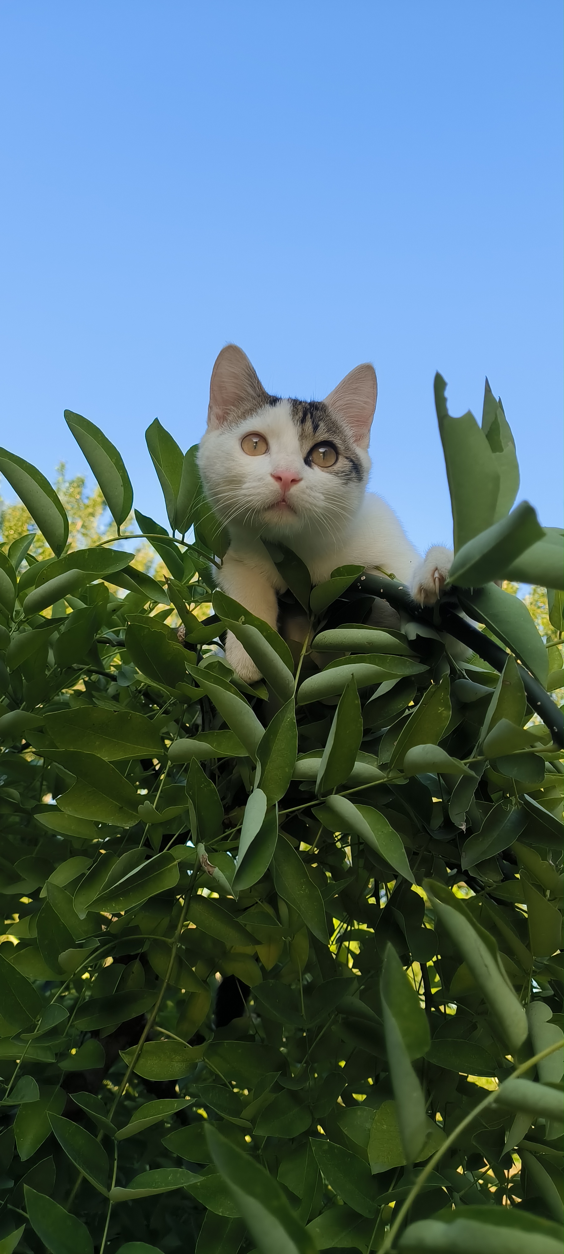 除了睡觉外,正常健康的猫咪鼻尖就应该是湿漉漉的,但如果是流鼻涕