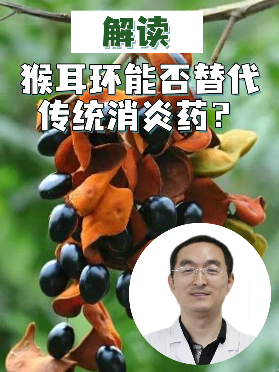 解读:猴耳环能否替代传统消炎药?