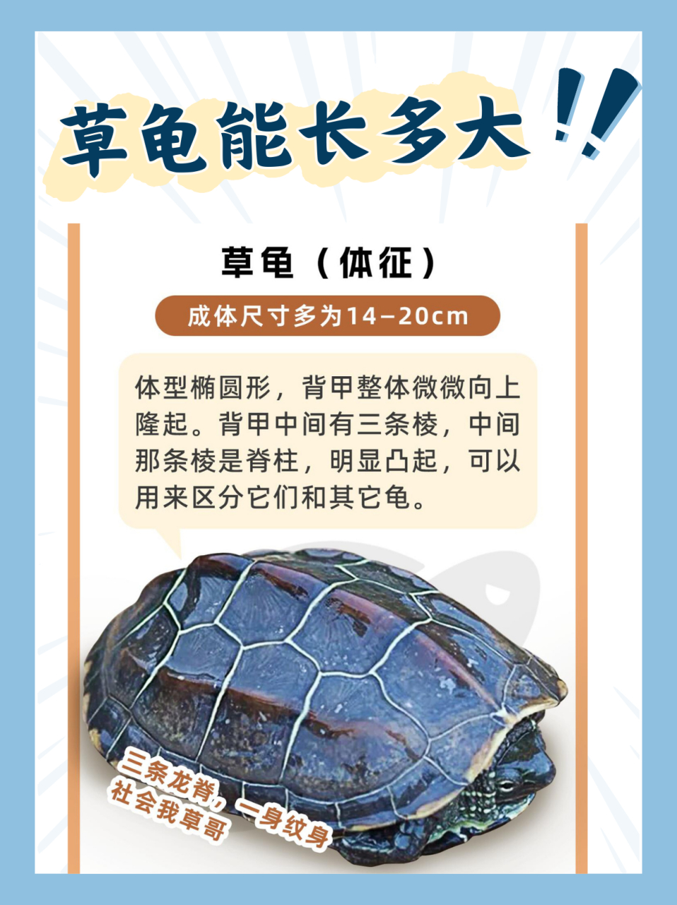 💥草龟能长多大😎