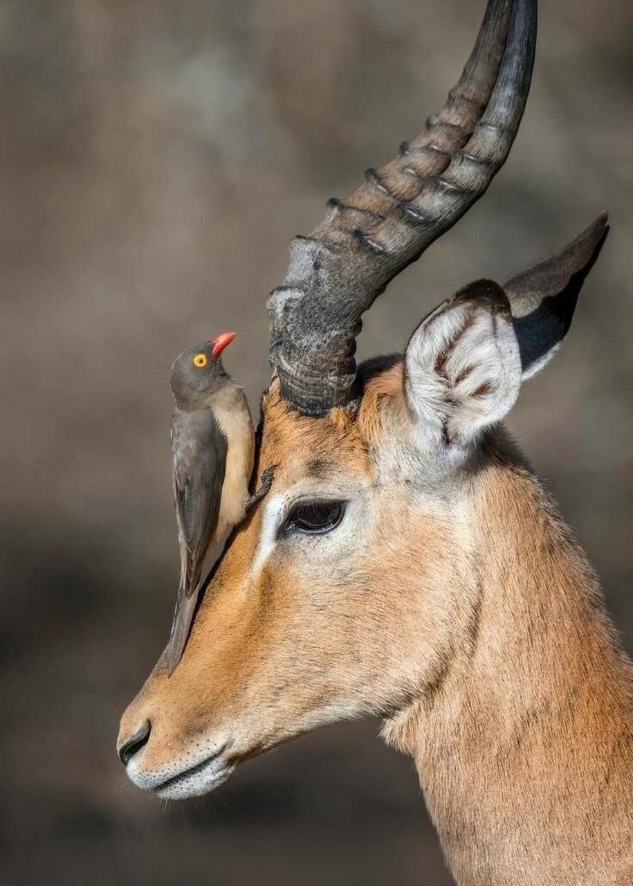 藏羚羊有着漂亮的角冠,在草原上奔跑的时候,那模样就像在欢快地跳舞