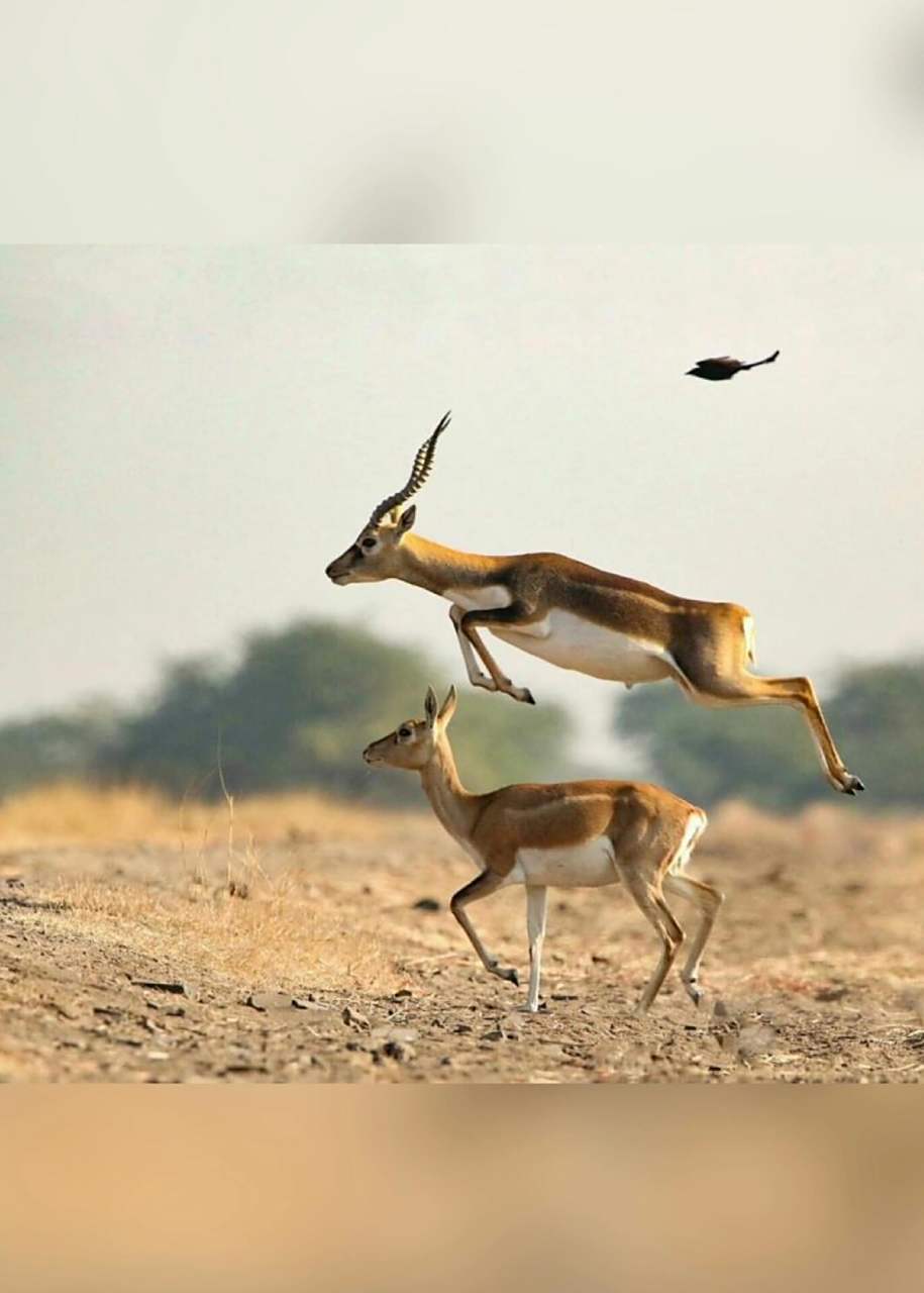藏羚羊有着漂亮的角冠,在草原上奔跑的时候,那模样就像在欢快地跳舞