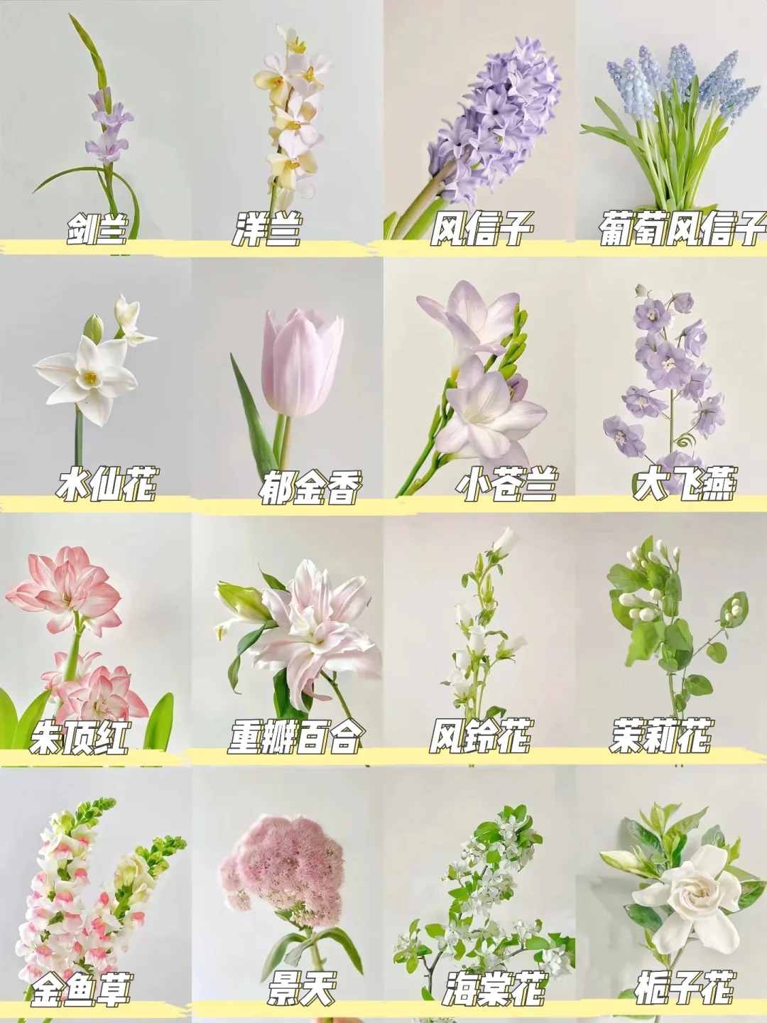《宝藏花卉图片大全与花名分享》