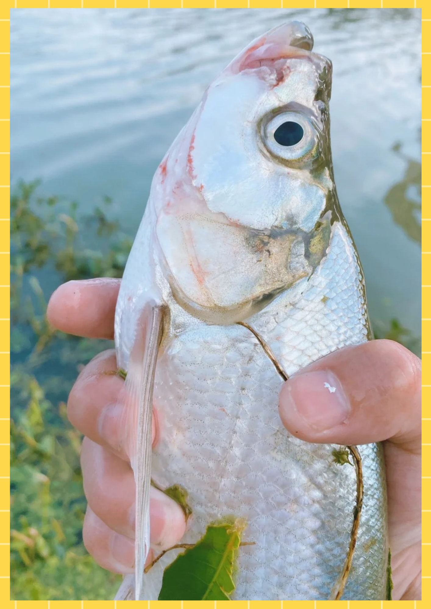 它们的嘴巴尖尖的,微微上翘,就像一把精致的小镰刀