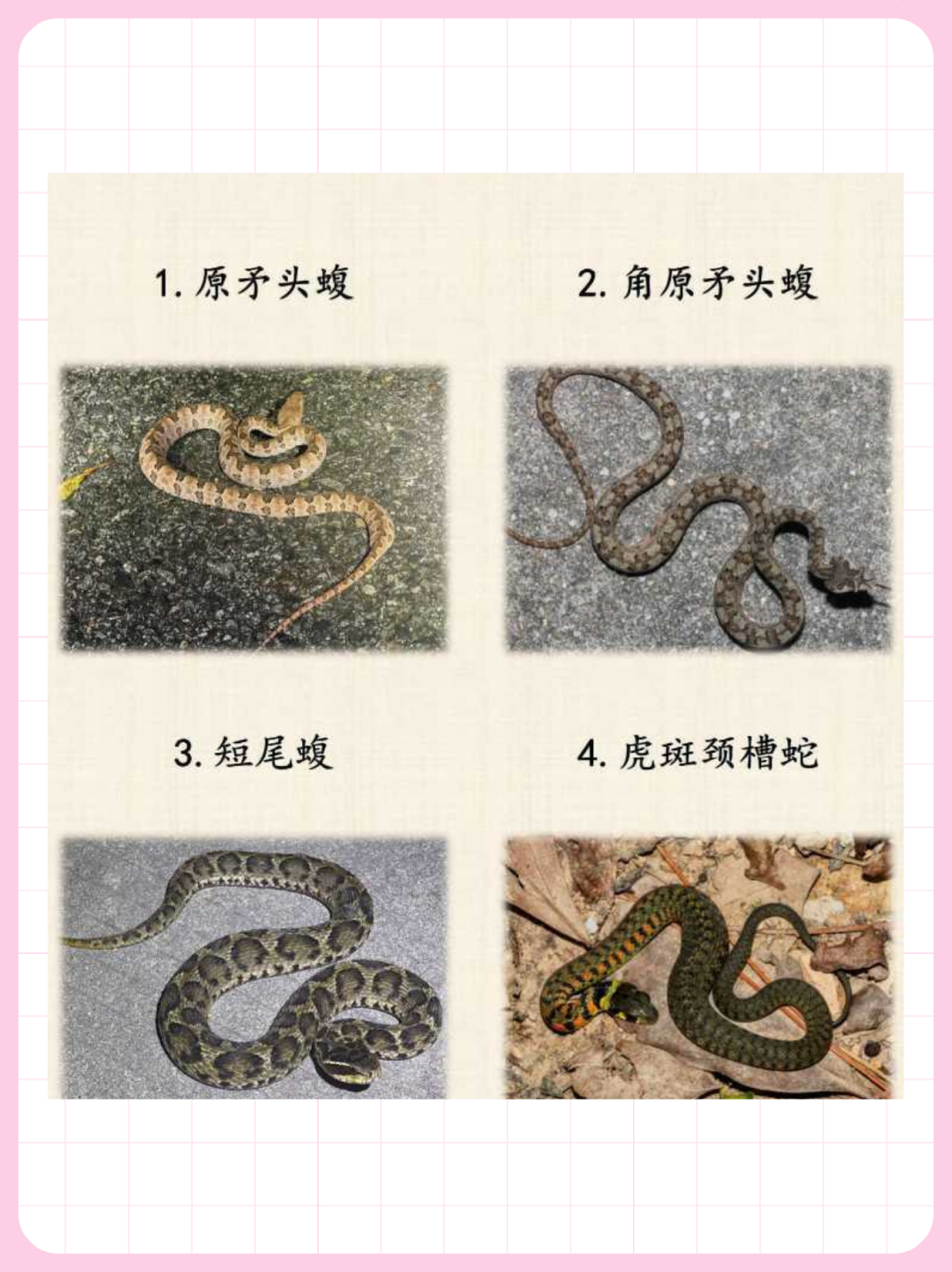 💕  🌟毒蛇在外观上就有着独特之处