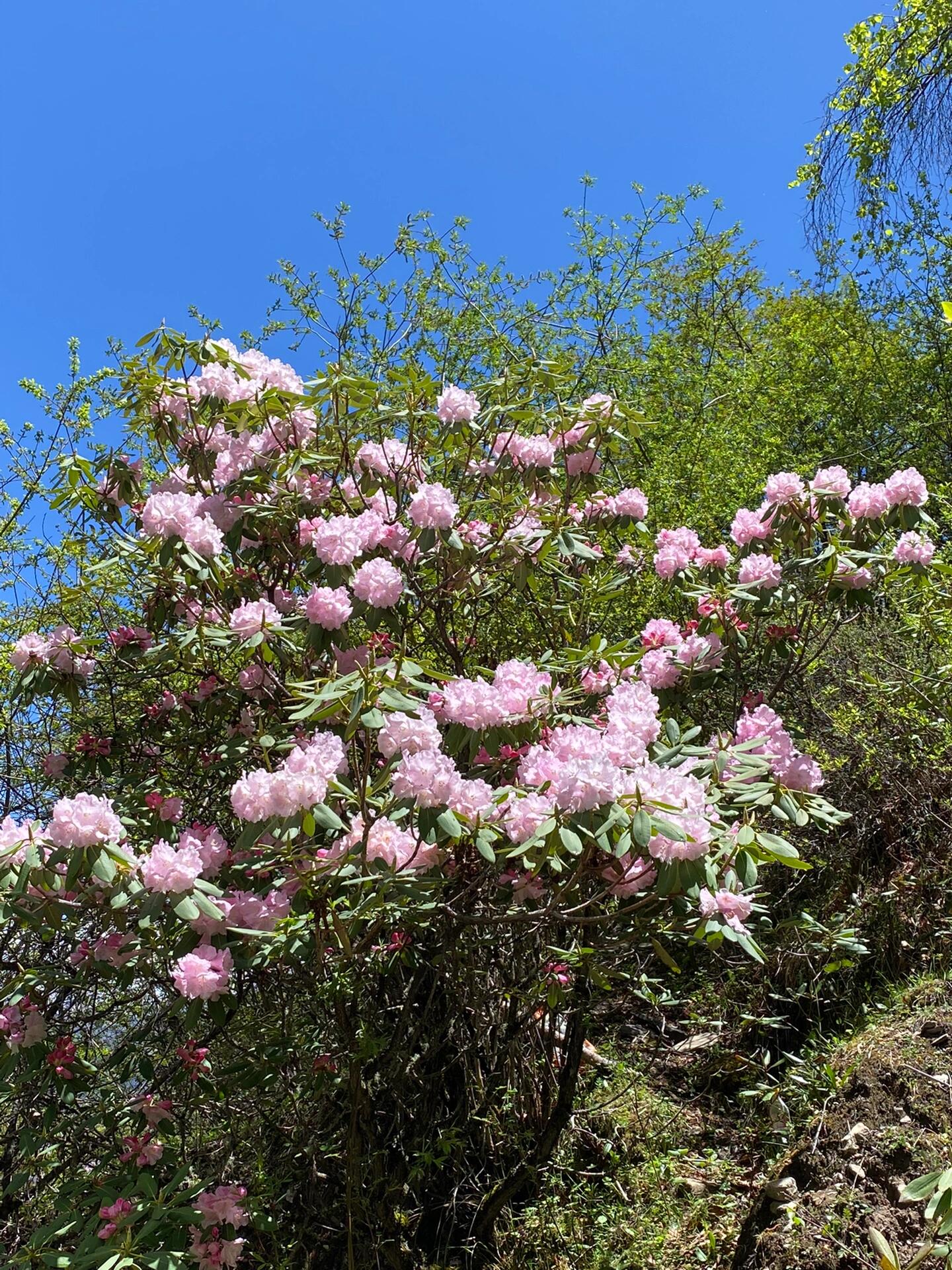 杜鹃花照片杜鹃花图片真实照片最美的杜鹃花图片大全杜鹃花图片大全
