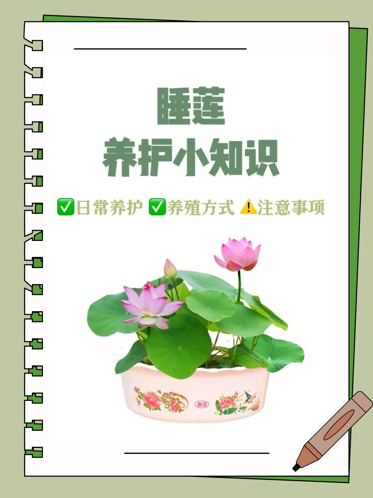 睡莲怎么种植